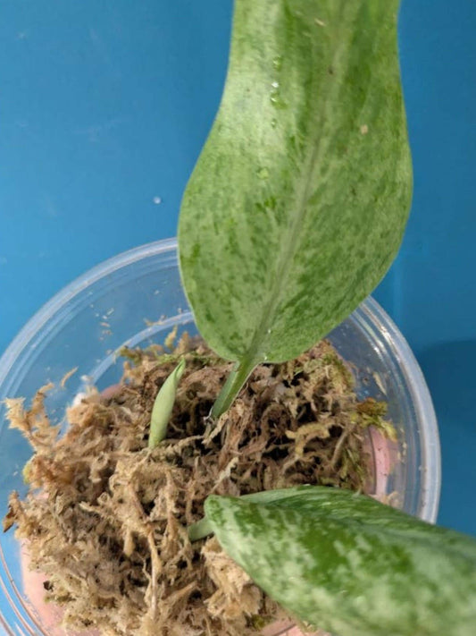 Scindapsus Treubii Mint Cutting – rare plant for sale