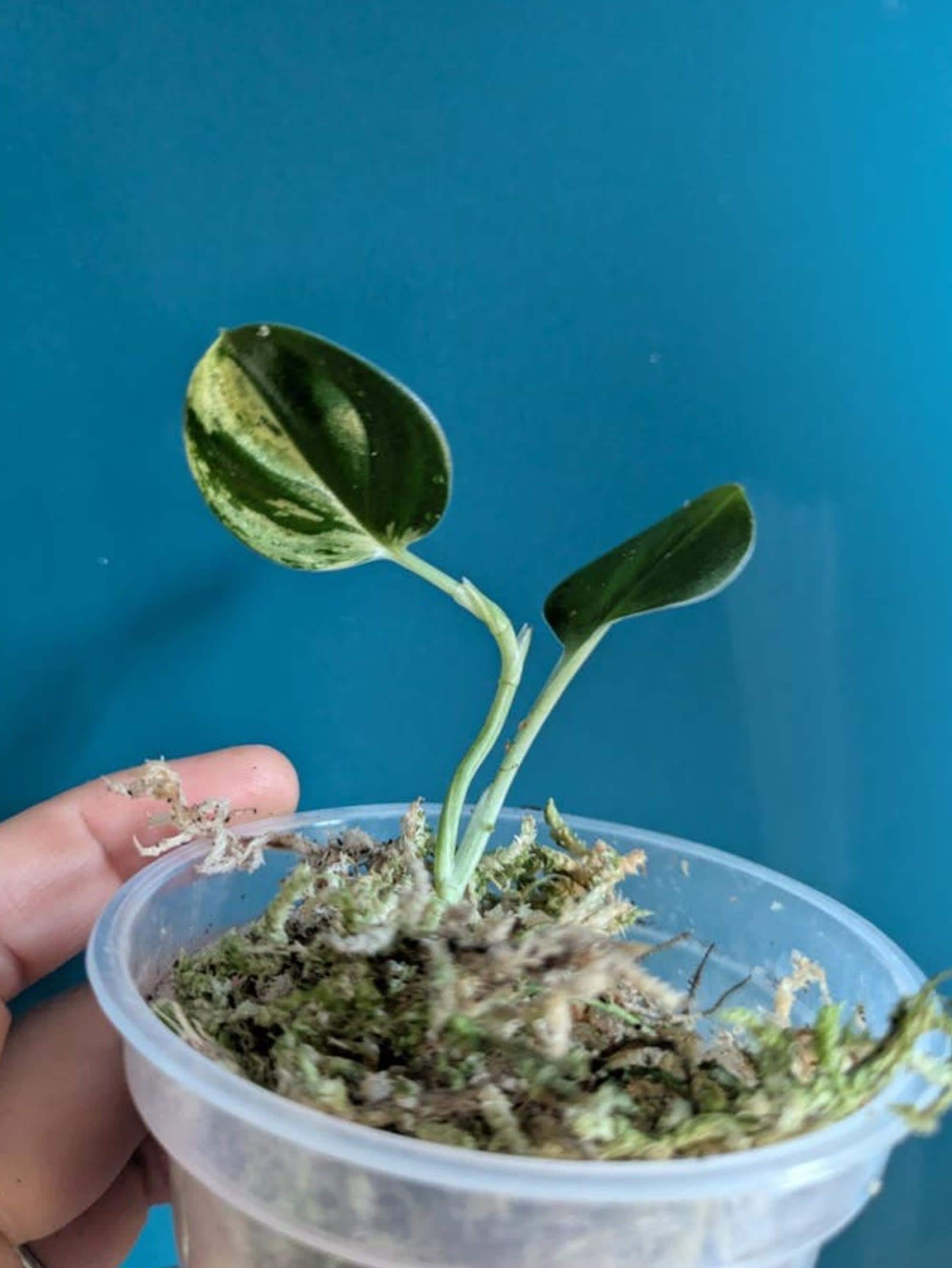 Scindapsus Treubii Black Aurea Variegata cutting