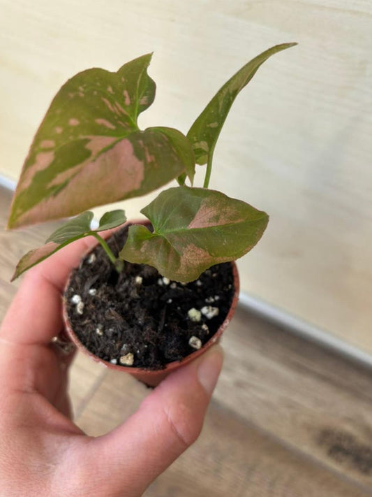 Syngonium Pink Splash cutting