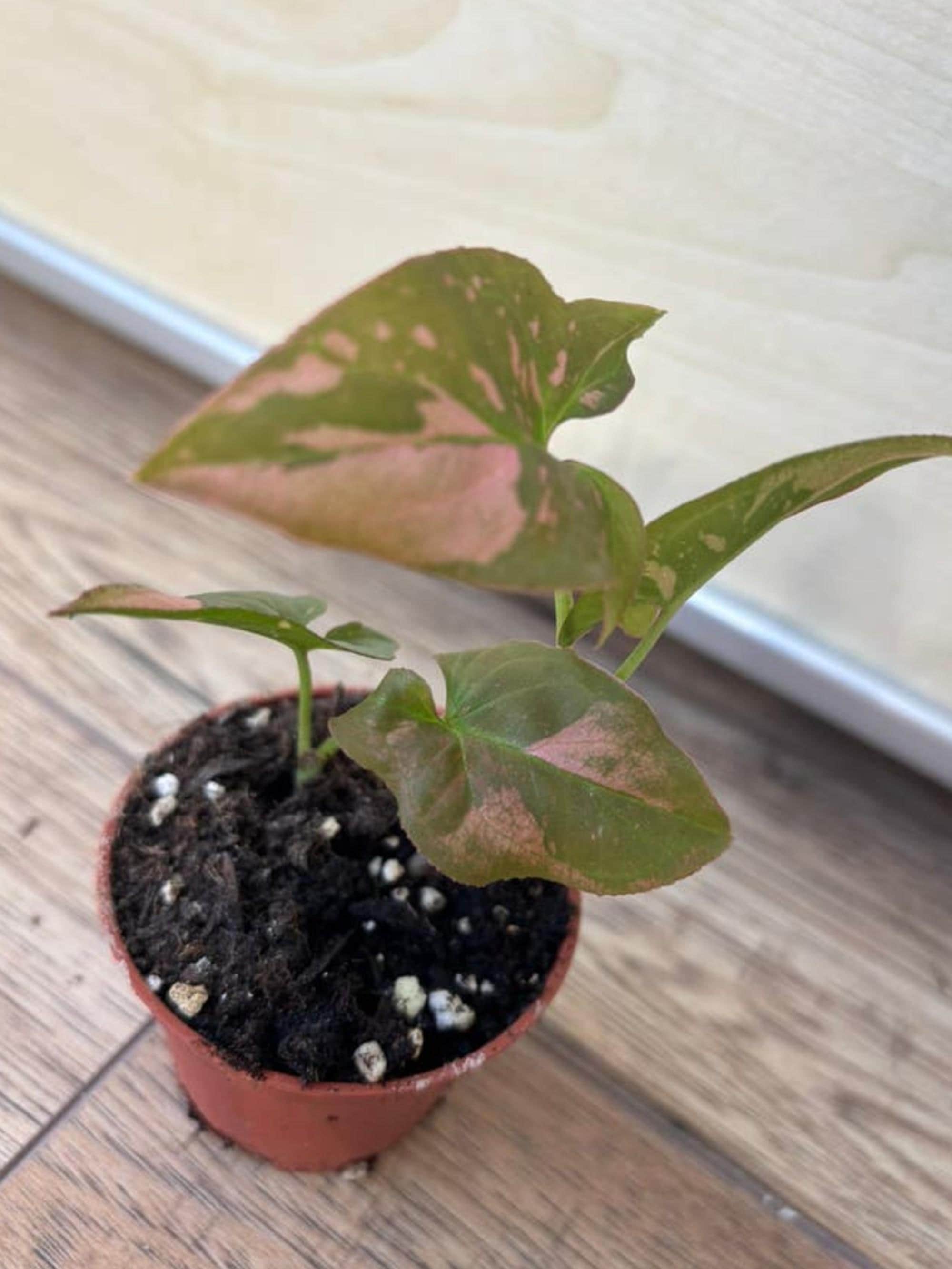 Syngonium Pink Splash cutting