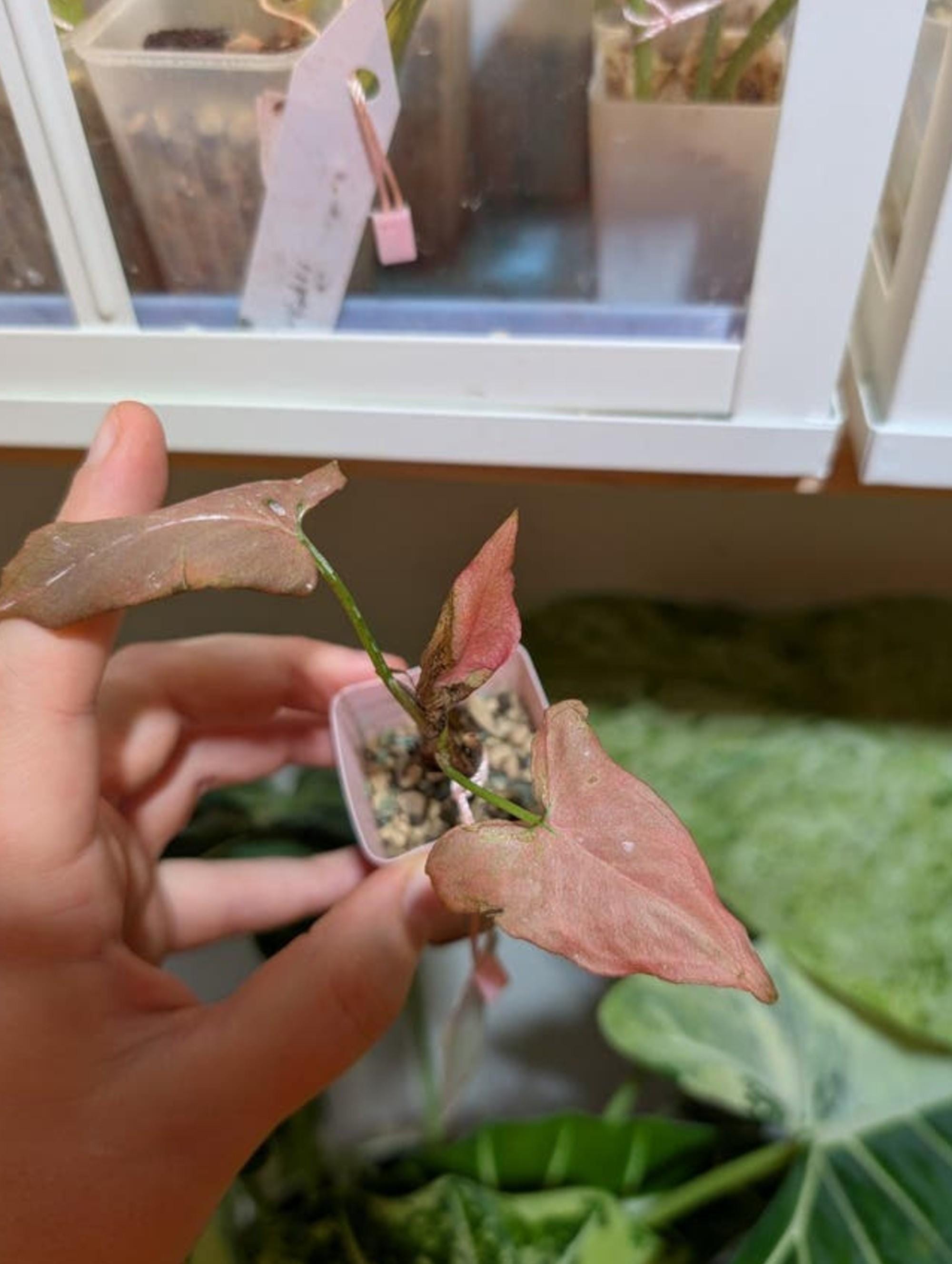 Syngonium Pink Salmon cutting