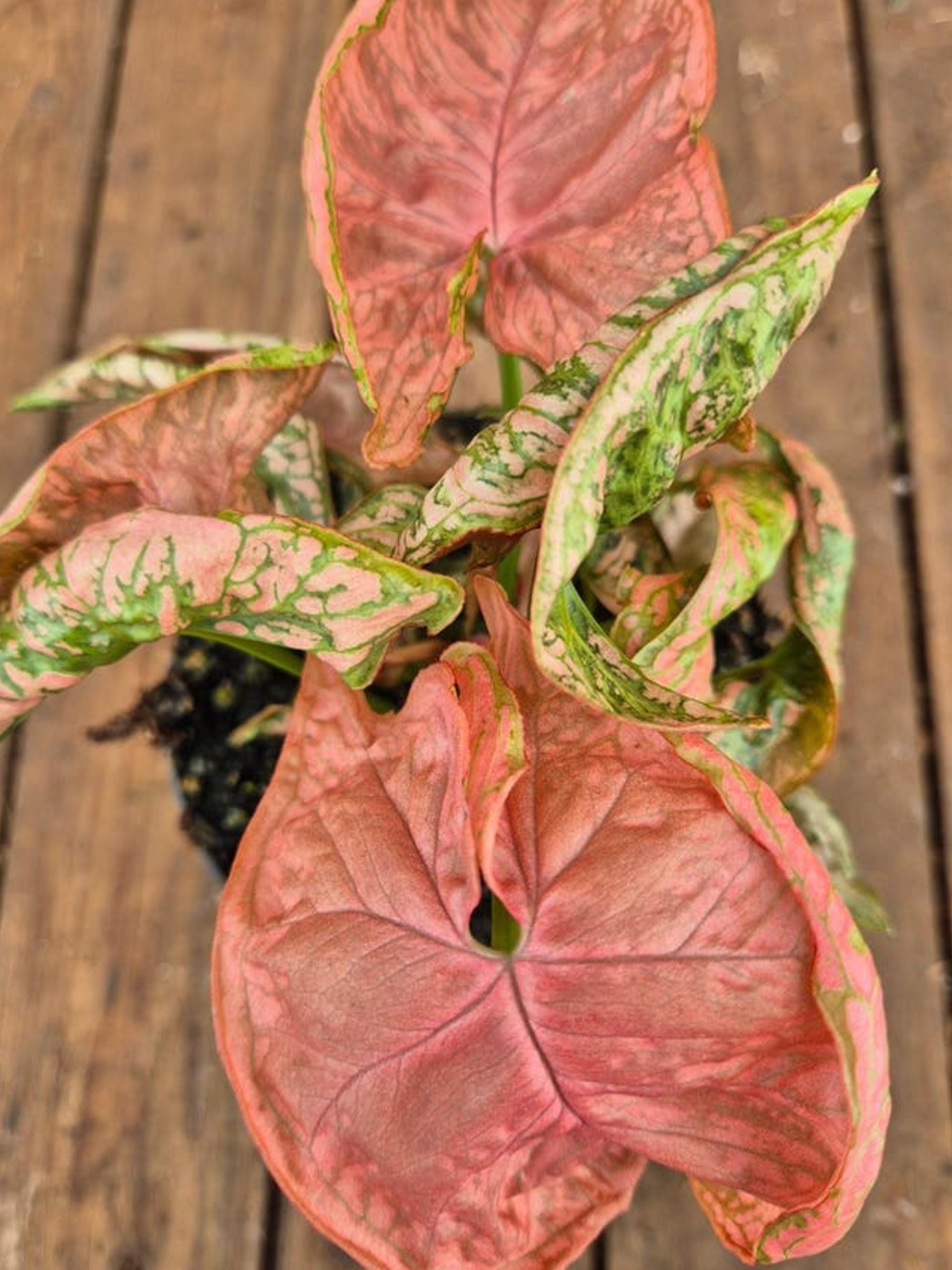 Syngonium Pink Chameleon cutting