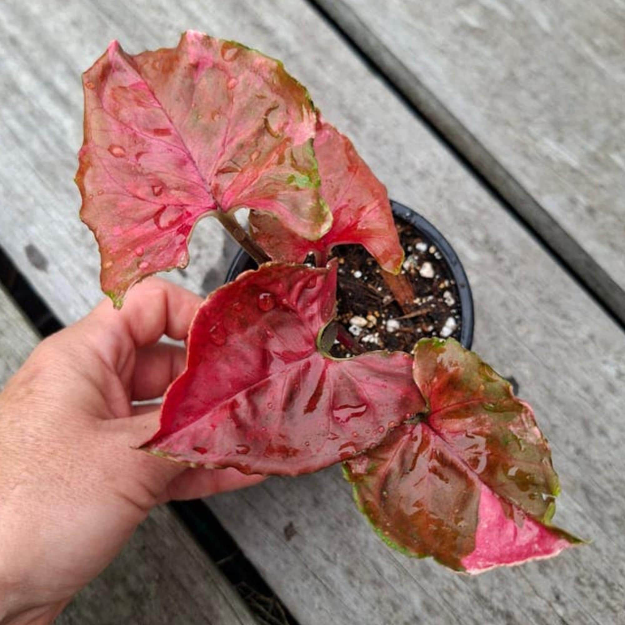 Syngonium Strawberry Ice Galaxy cutting