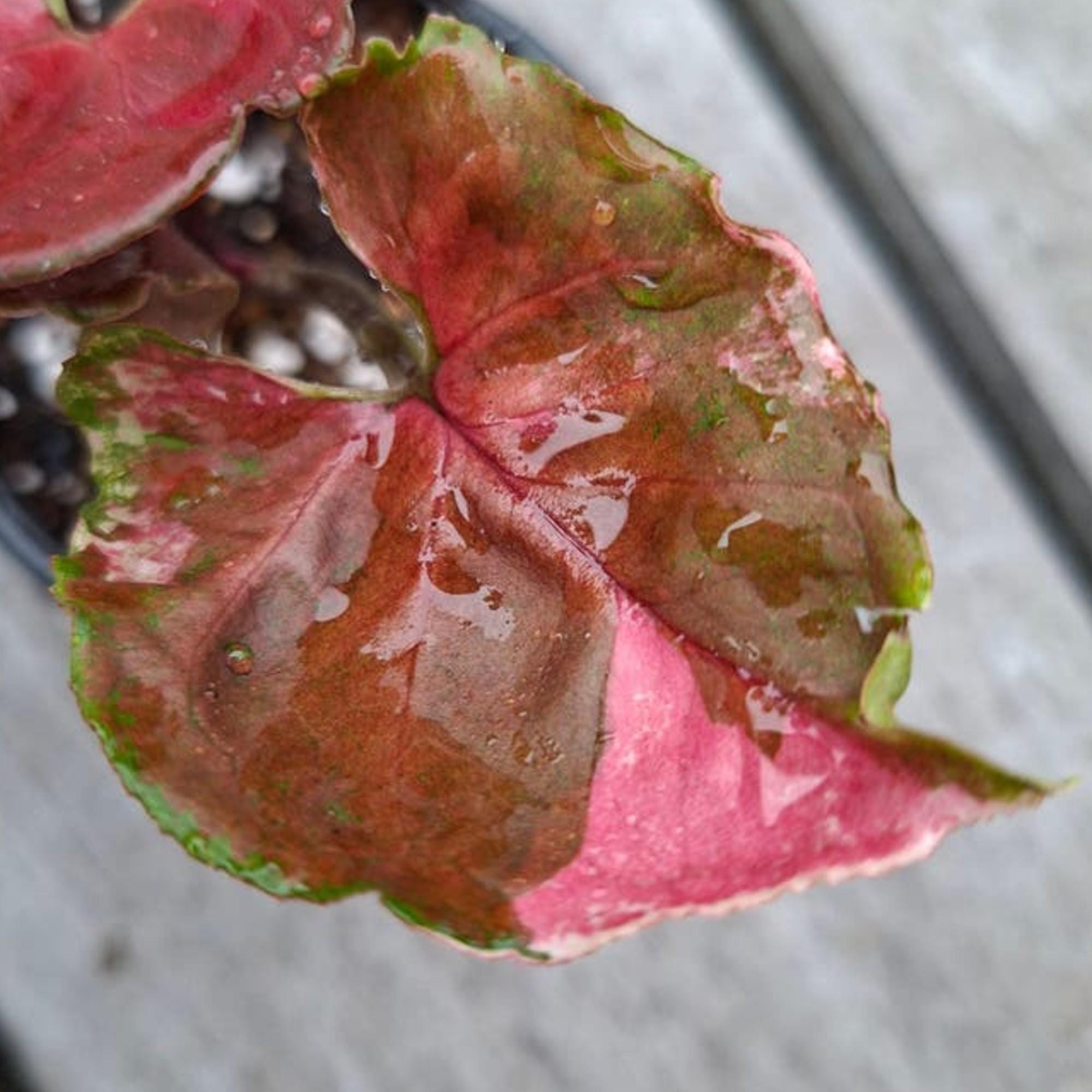 Syngonium Strawberry Ice Galaxy cutting
