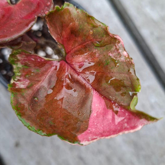 Syngonium Strawberry Ice Galaxy cutting