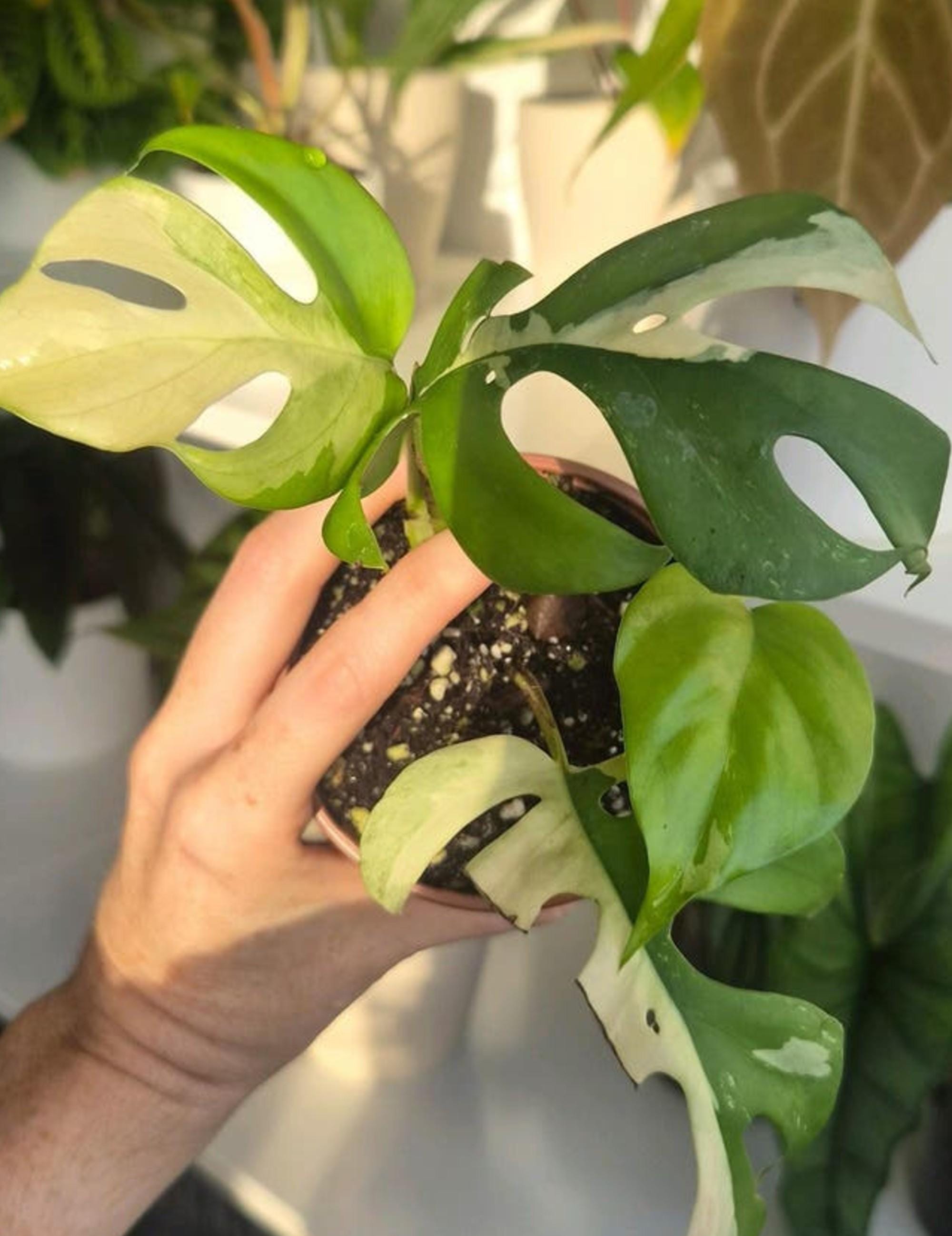 Rhaphidophora Tetrasperma Albo Variegata cutting