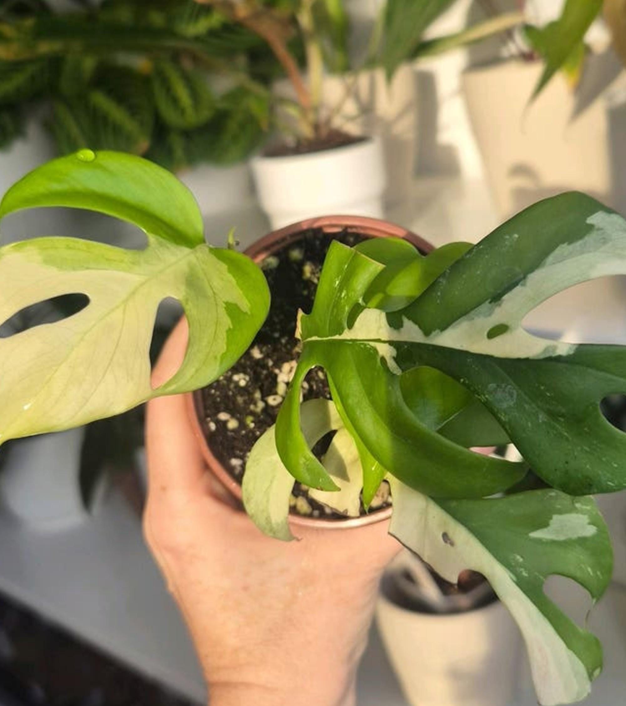 Rhaphidophora Tetrasperma Albo Variegata cutting