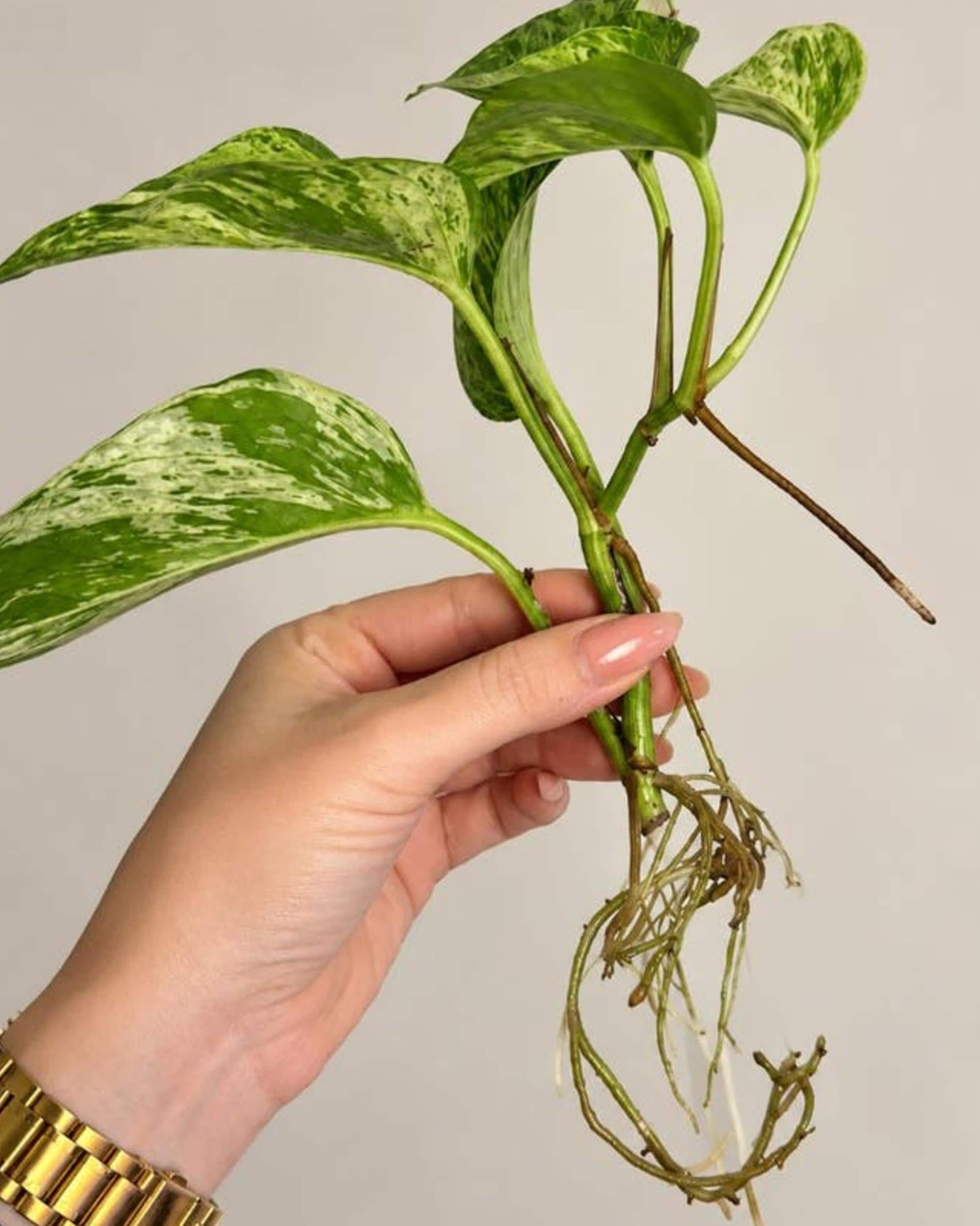 Epipremnum Aureum Marble Queen cutting