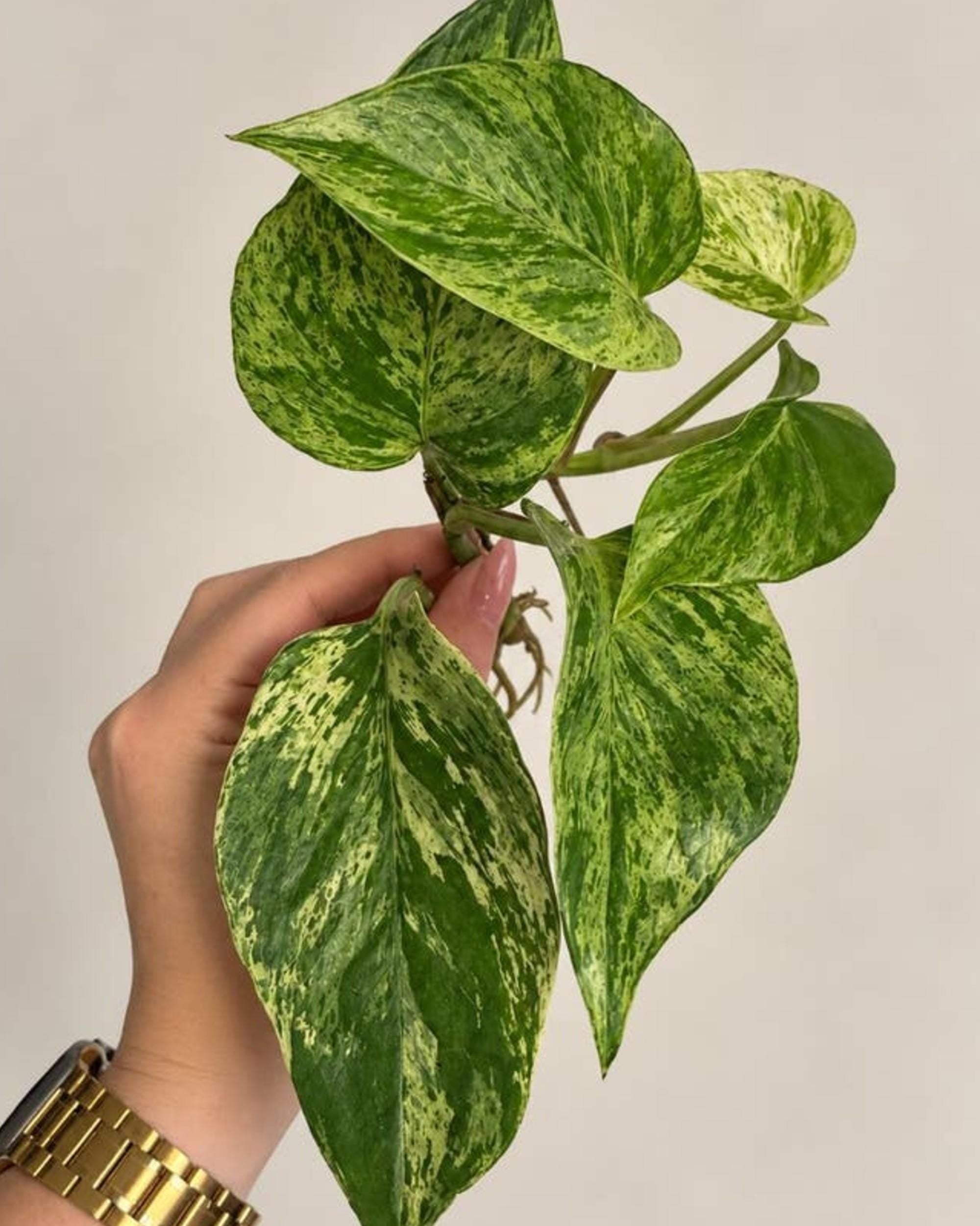 Epipremnum Aureum Marble Queen cutting