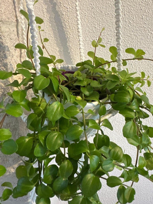 Peperomia Rotundifolia cutting