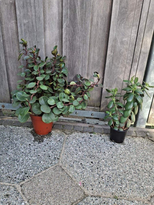 Peperomia Burning Bush Cutting – rare plant for sale