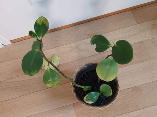 Peperomia Magnoliifolia cutting