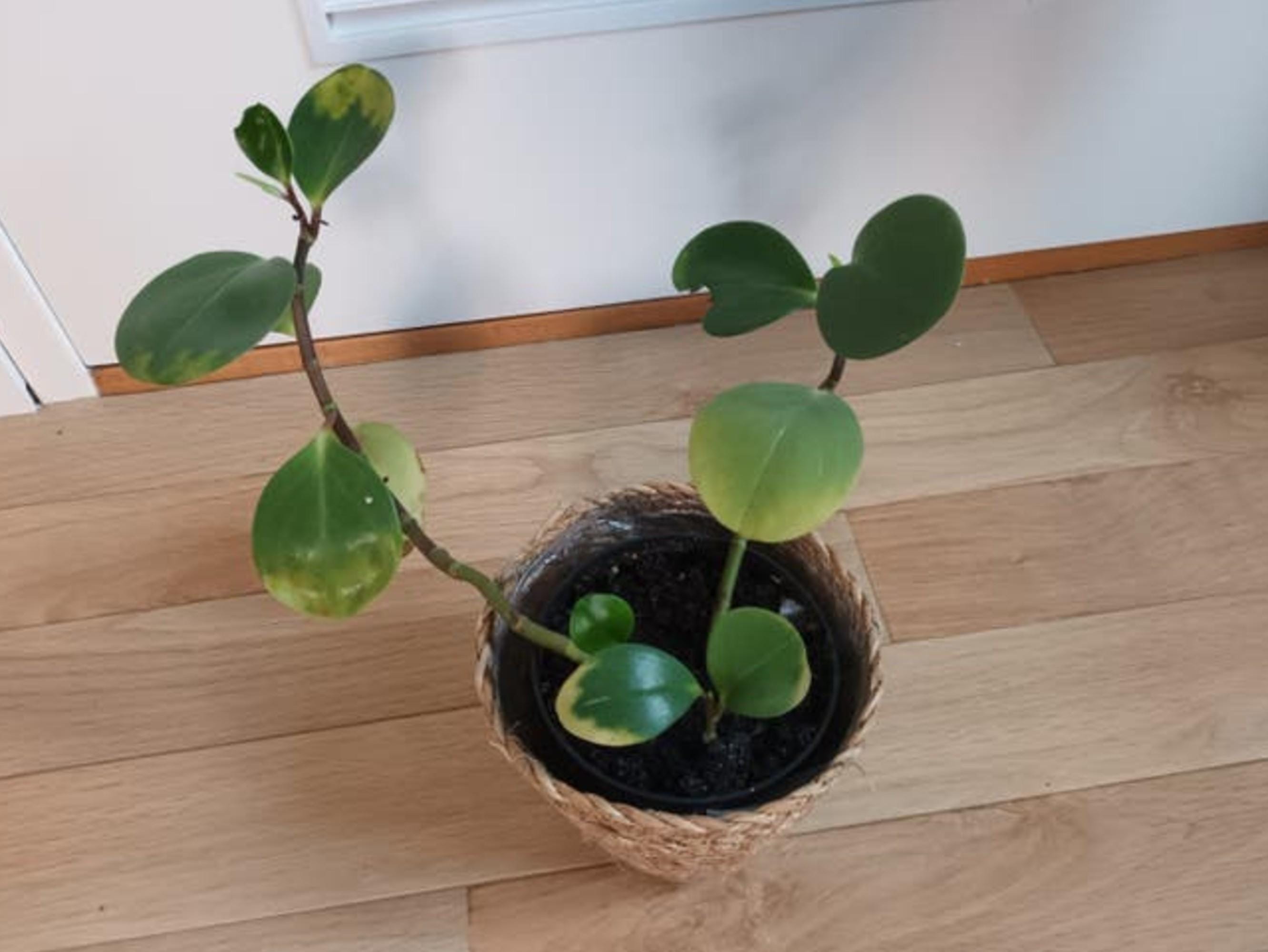 Peperomia Magnoliifolia cutting