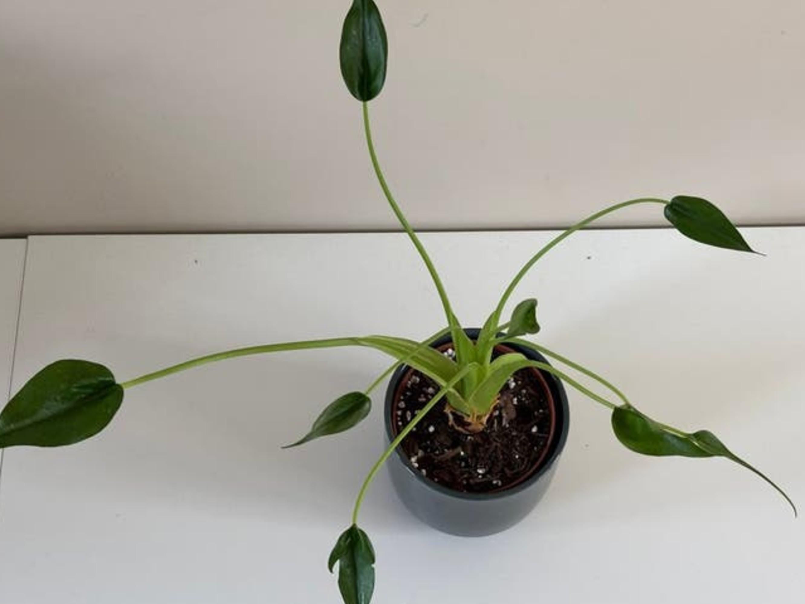 Alocasia Tiny Dancer bulb