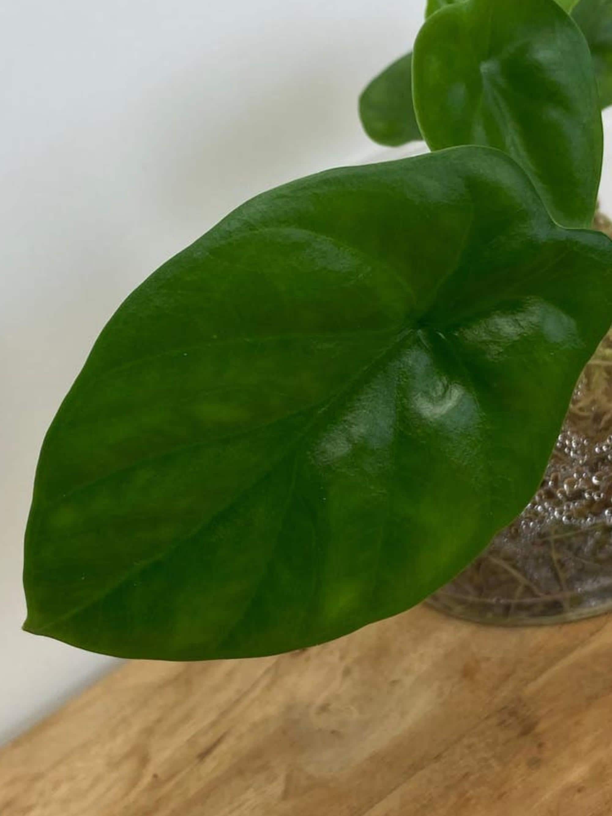 Alocasia Lukiwan bulb