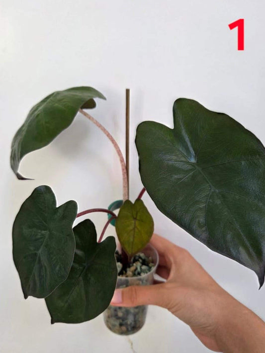 Alocasia Yucatan Princess Corm – rare plant for sale