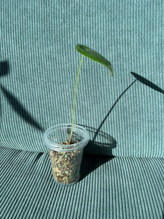 Alocasia Venusta bulb