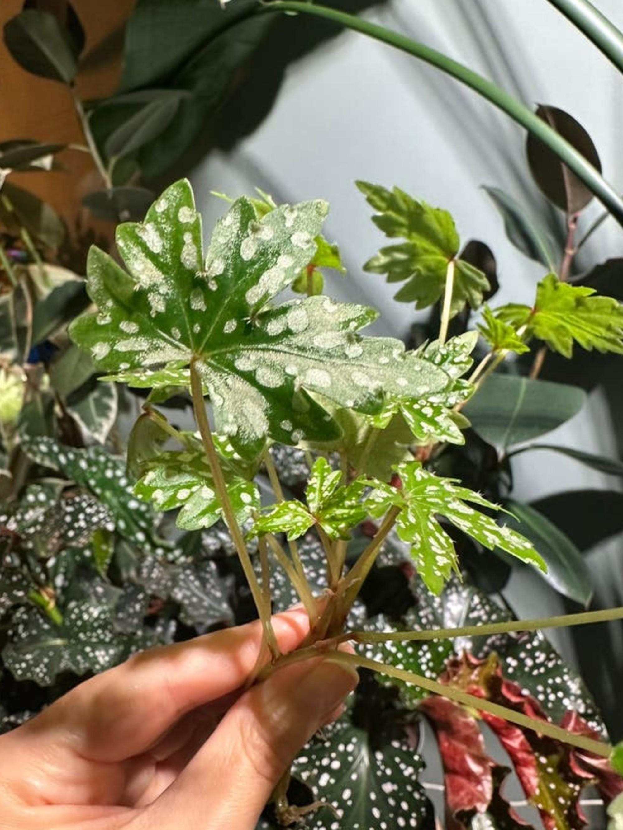 Begonia Dregei cutting