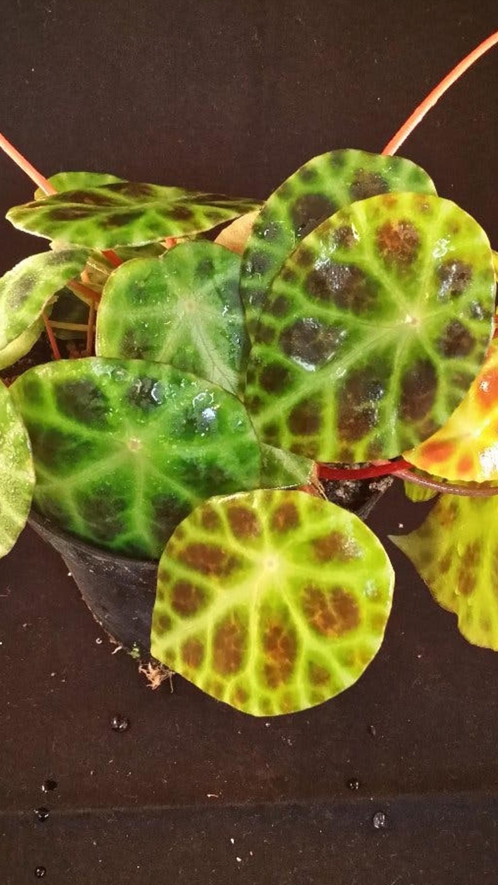 Begonia Kingiana cutting