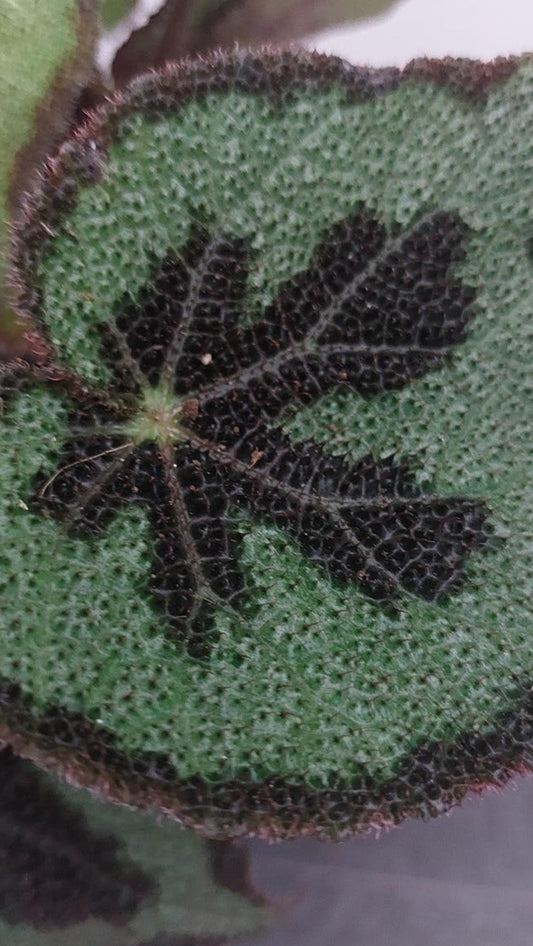 Begonia Masoniana cutting