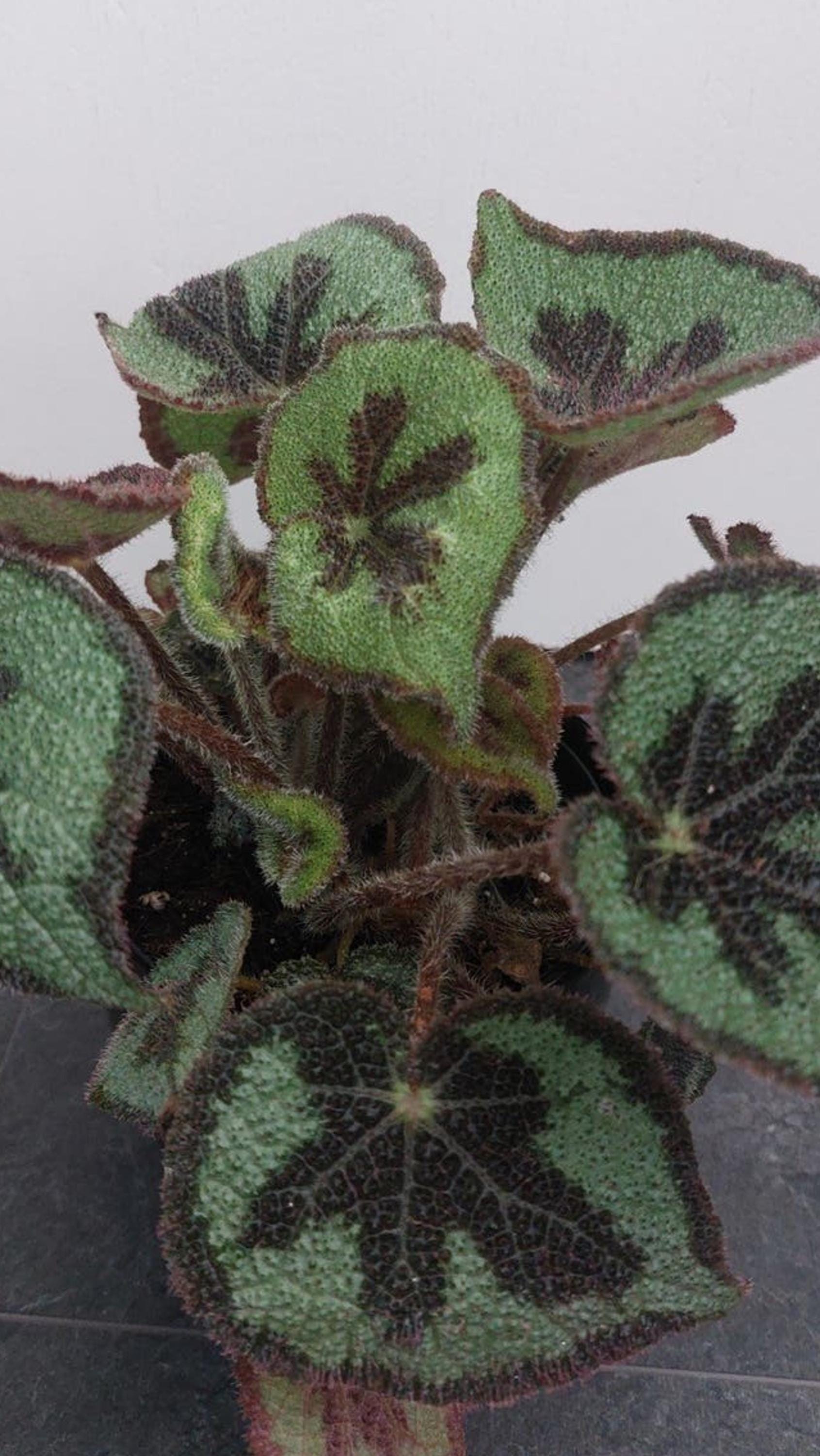 Begonia Masoniana cutting