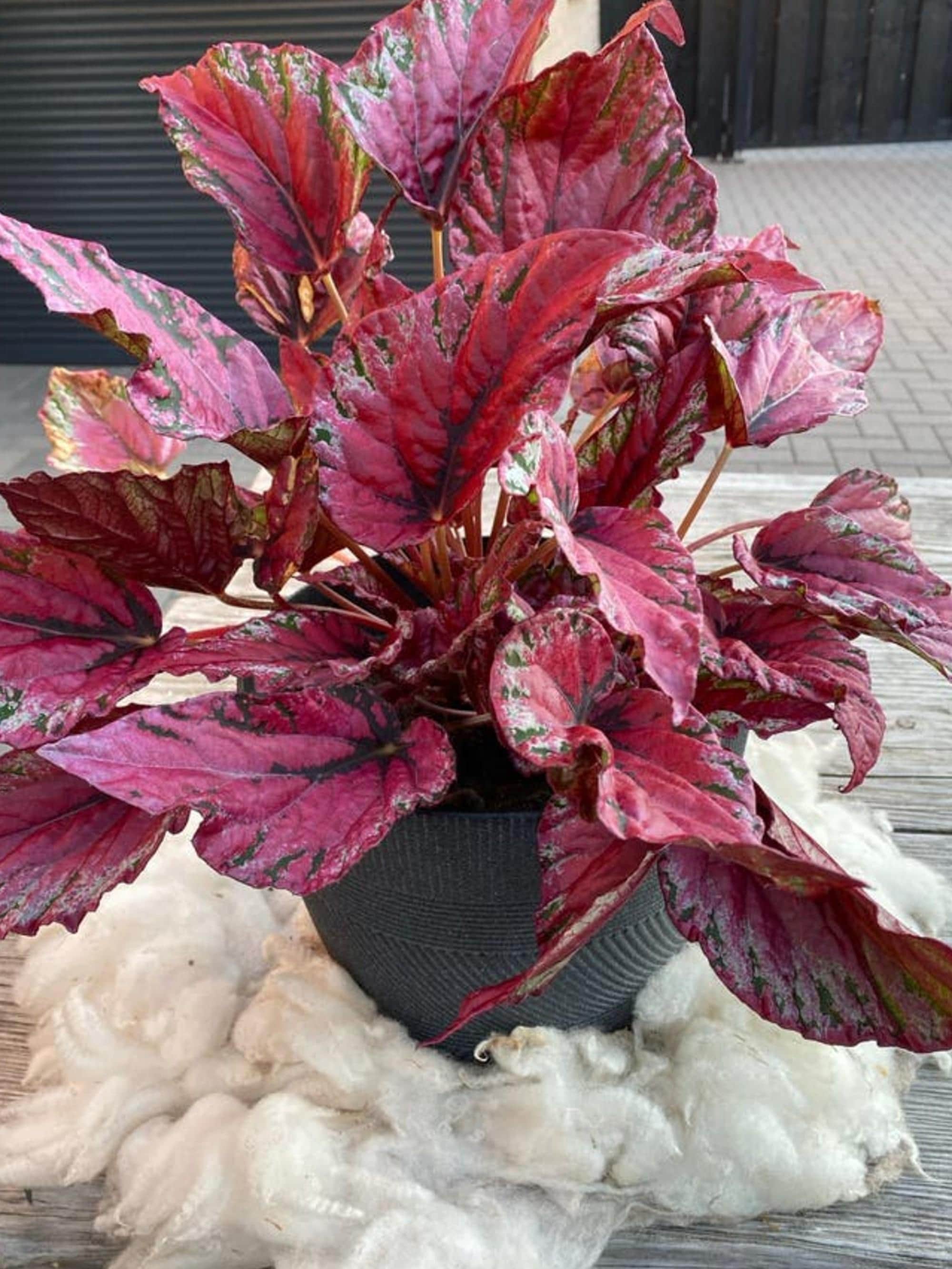 Begonia Rex cutting