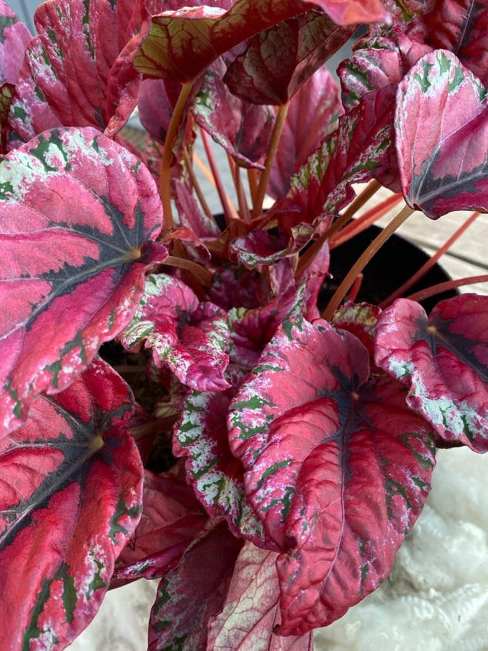 Begonia Rex cutting