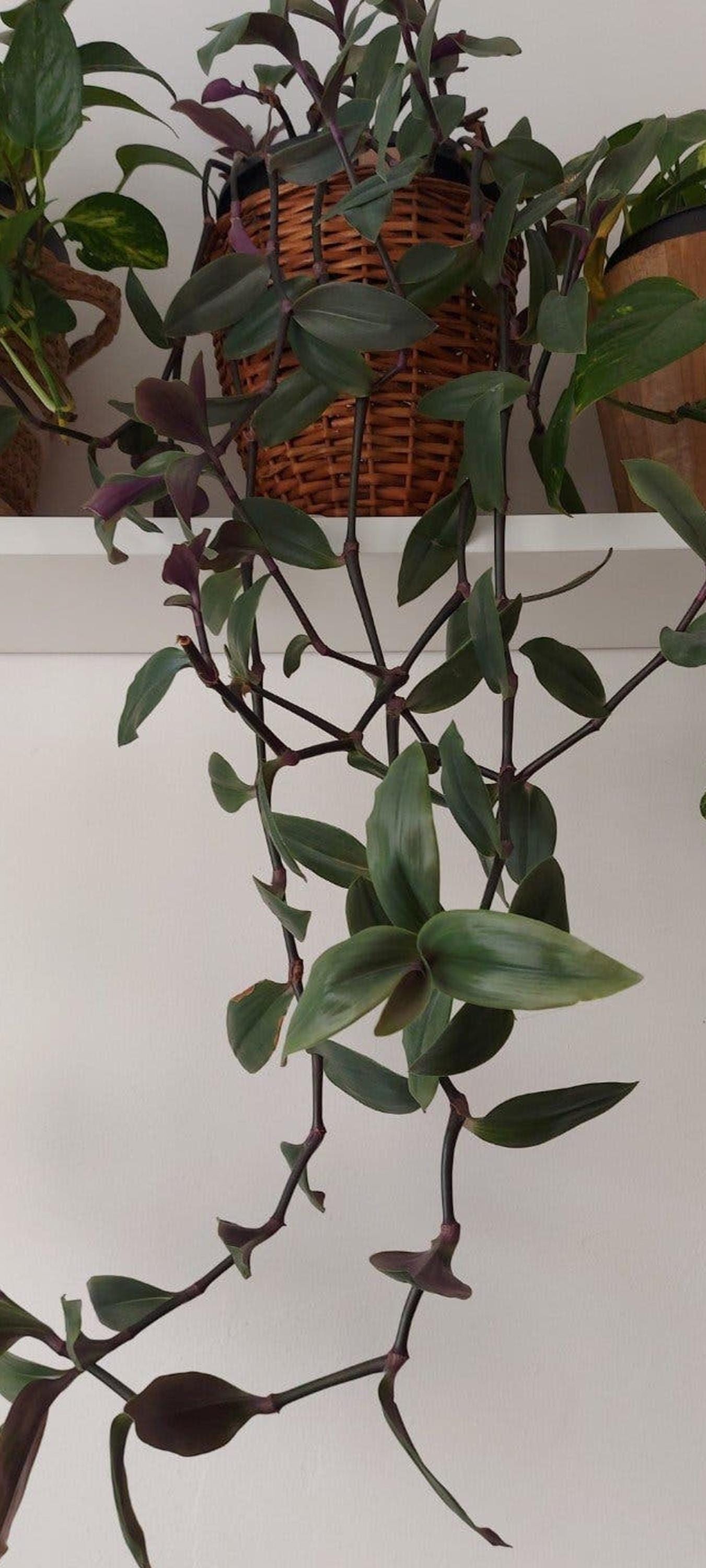Tradescantia Zebrina cutting