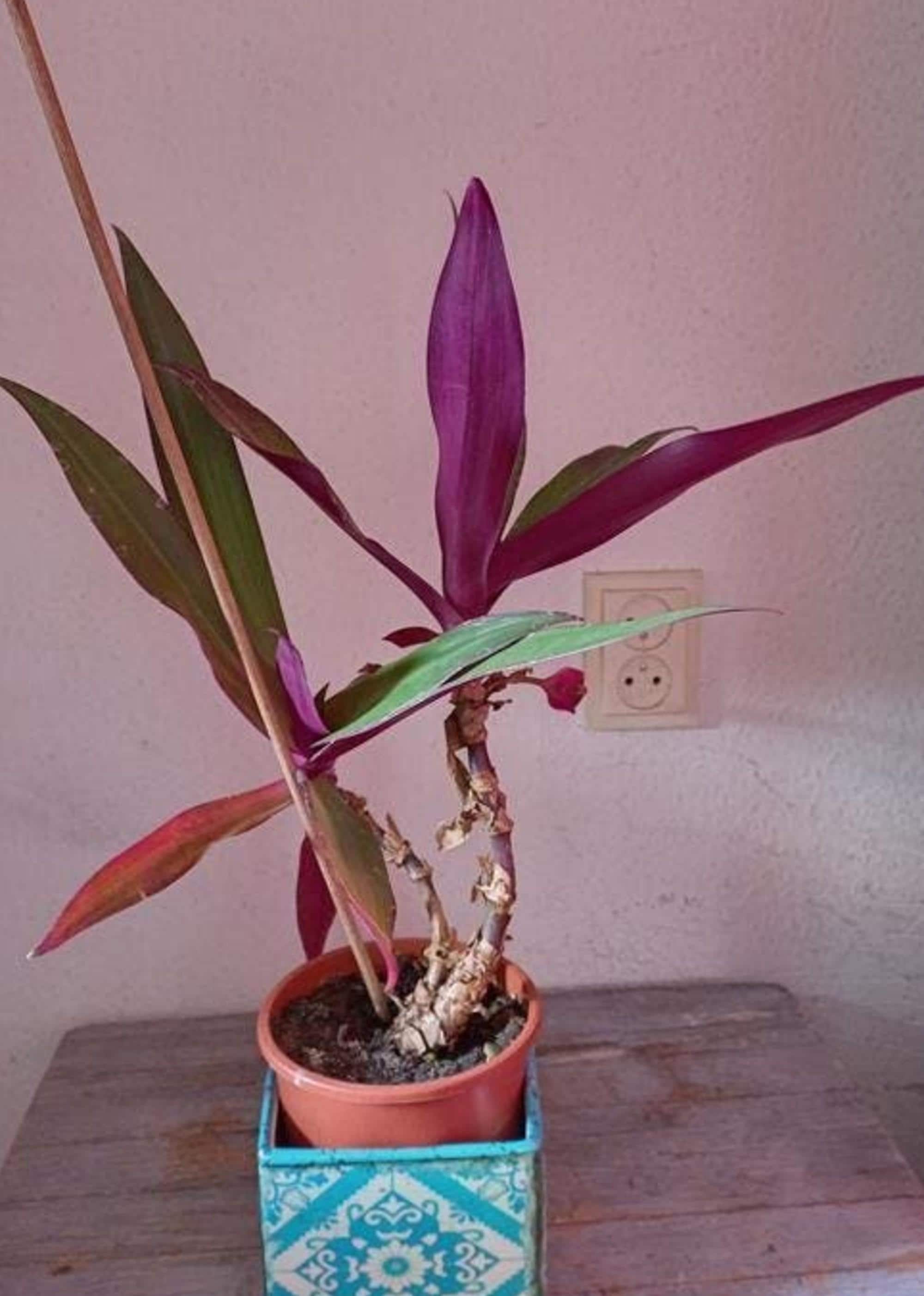 Tradescantia Spathacea cutting