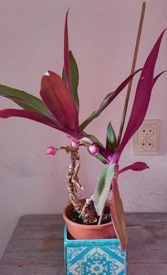 Tradescantia Spathacea cutting