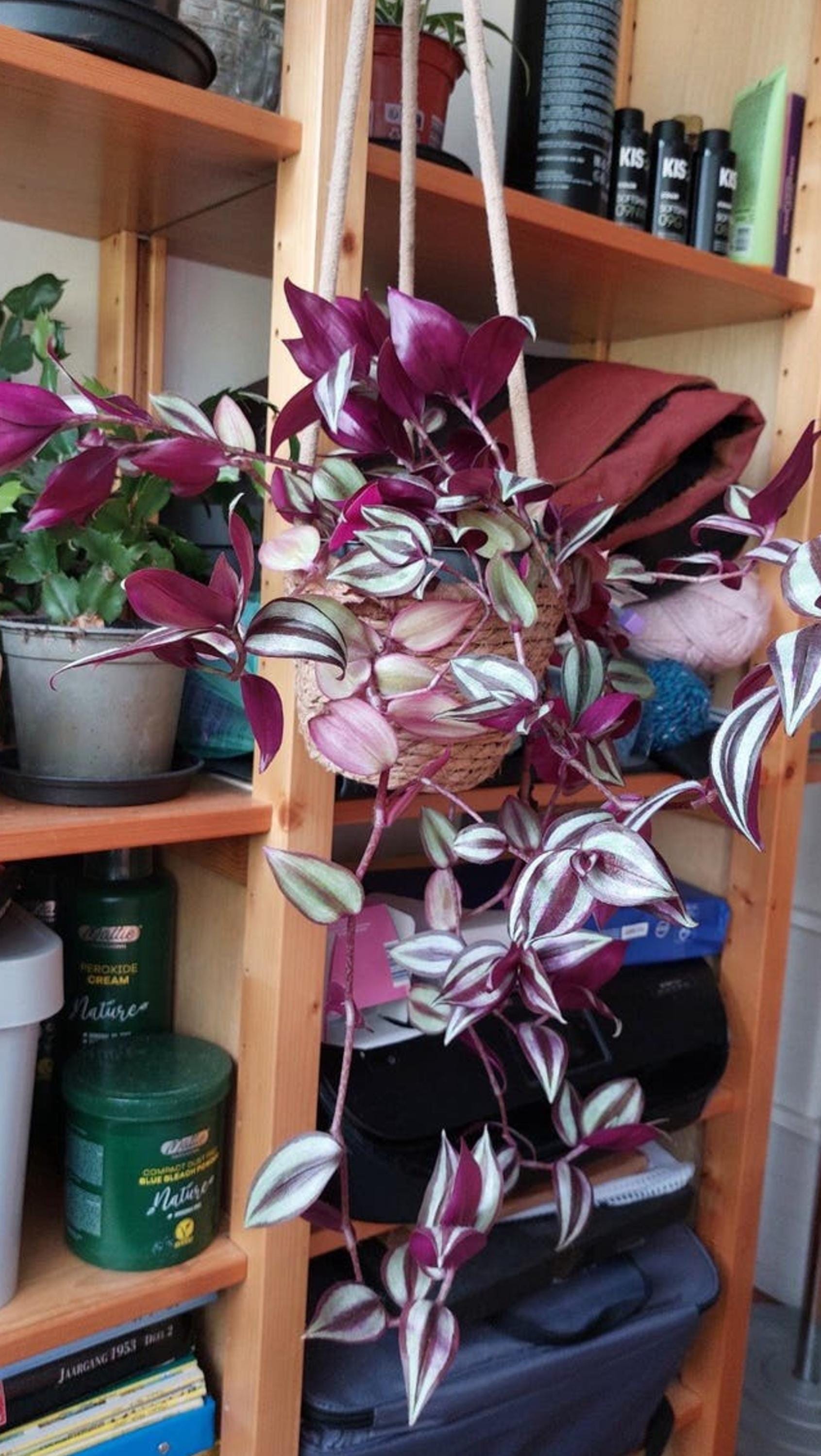 Tradescantia Violet Hill cutting