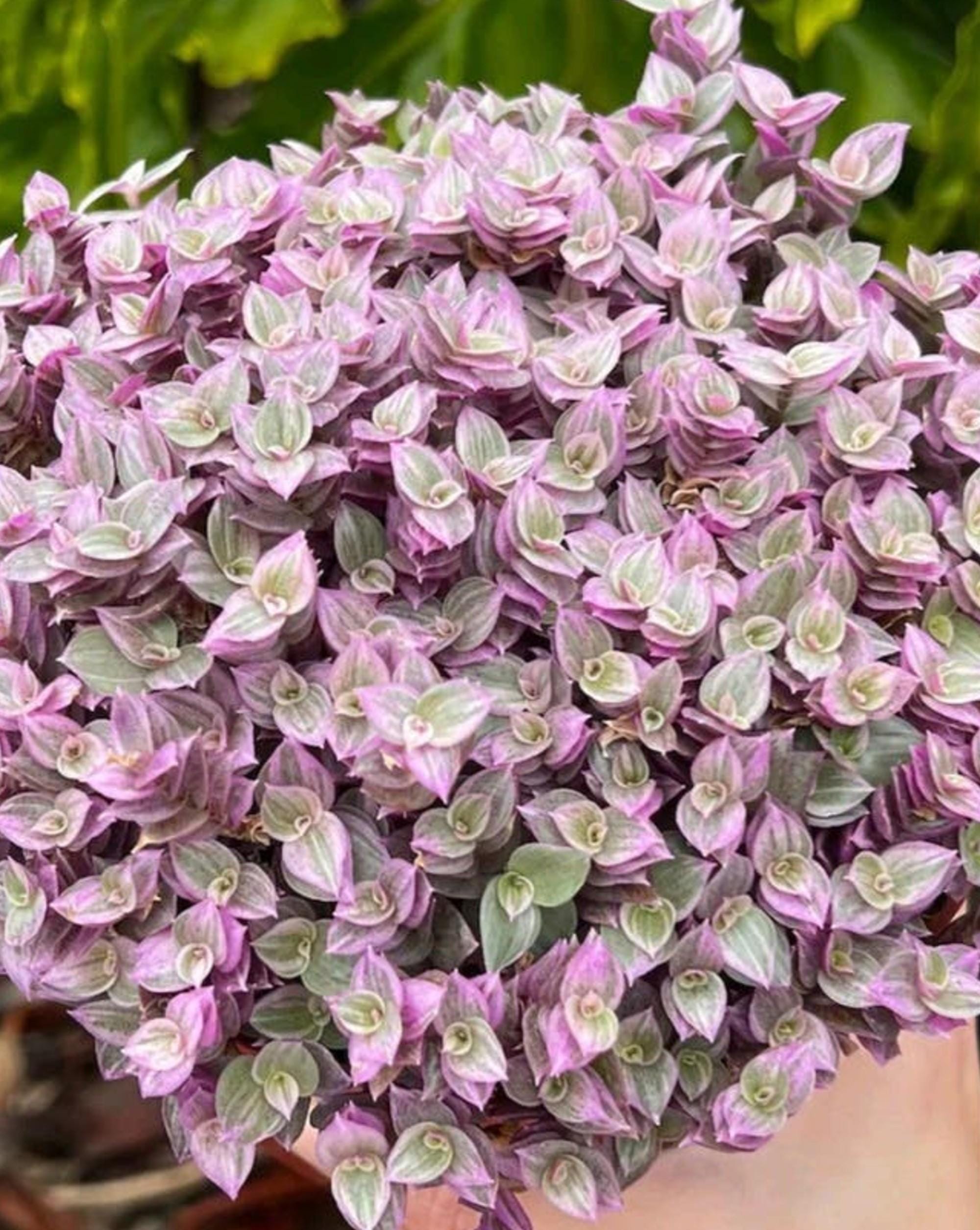 Tradescantia Pink Lady cutting