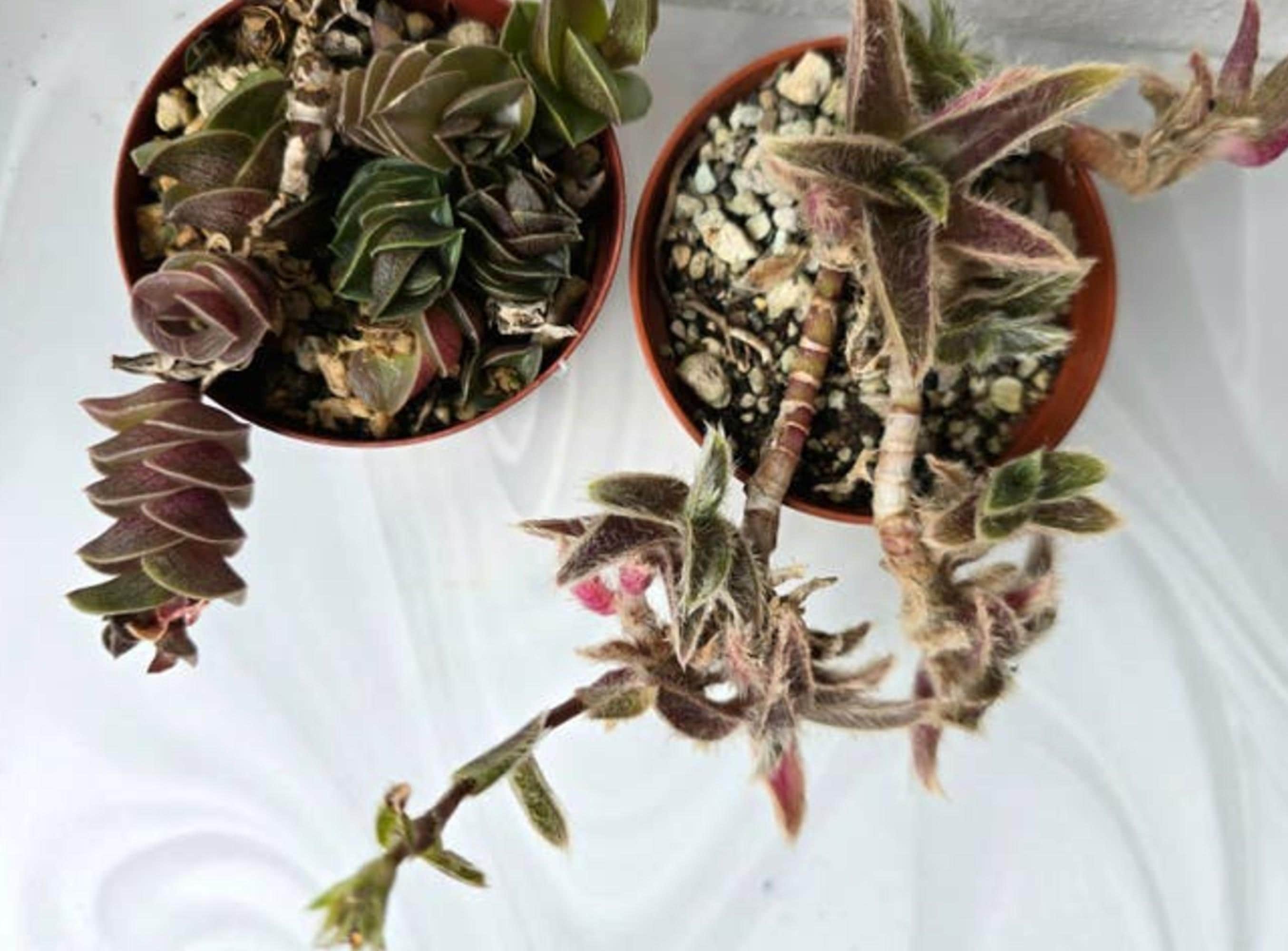 Tradescantia Navicularis cutting