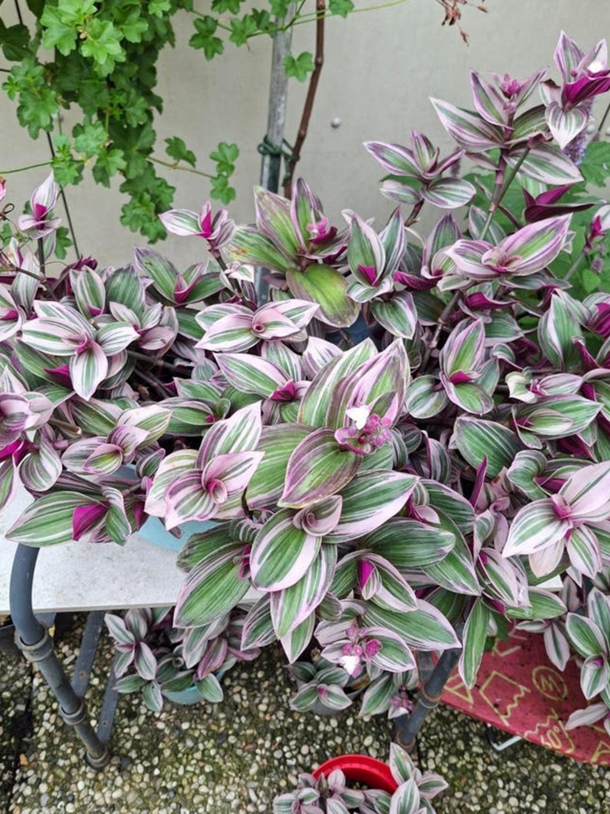 Tradescantia Tricolor cutting