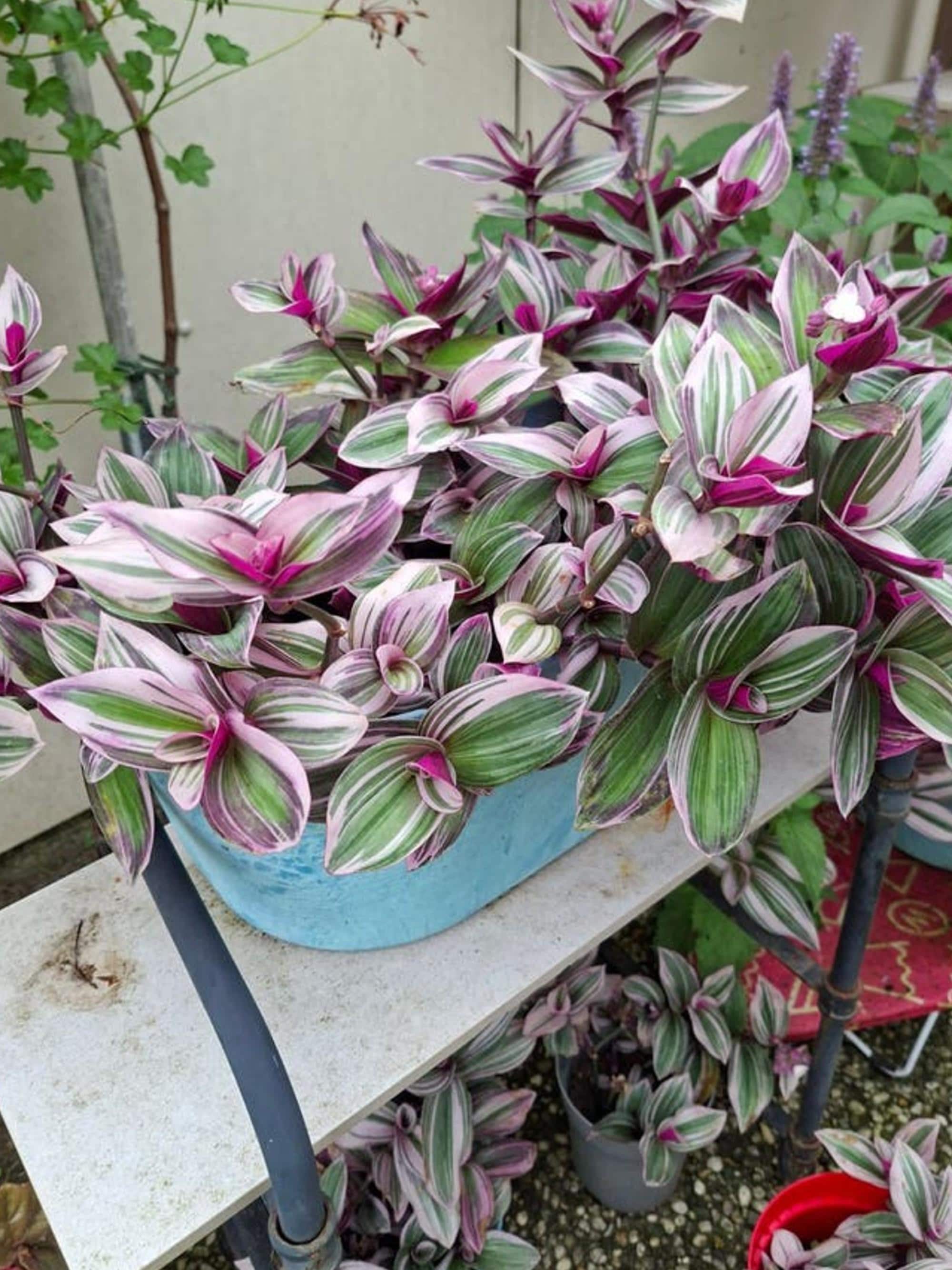 Tradescantia Tricolor cutting