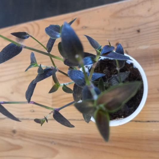 Tradescantia Gibasis Jose Puig cutting