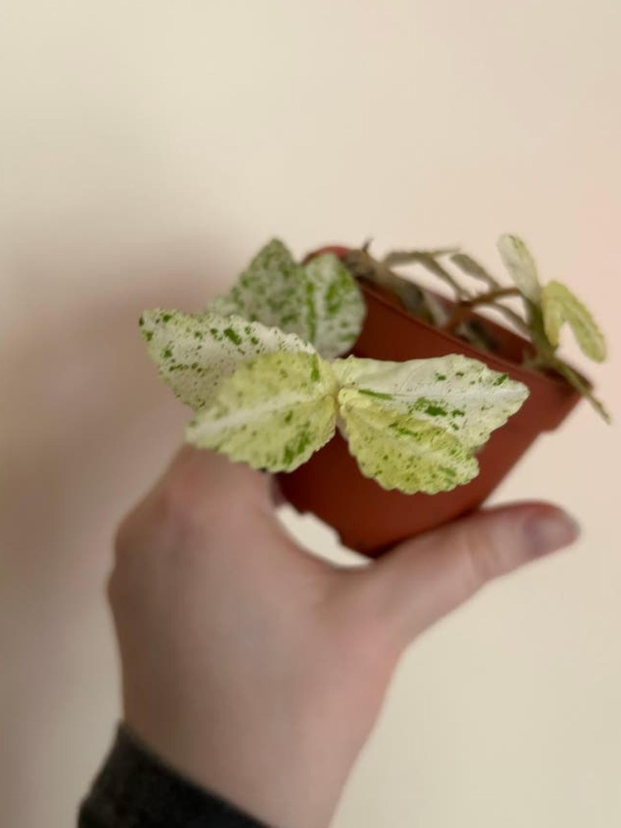 Pellionia Repens Variegata cutting