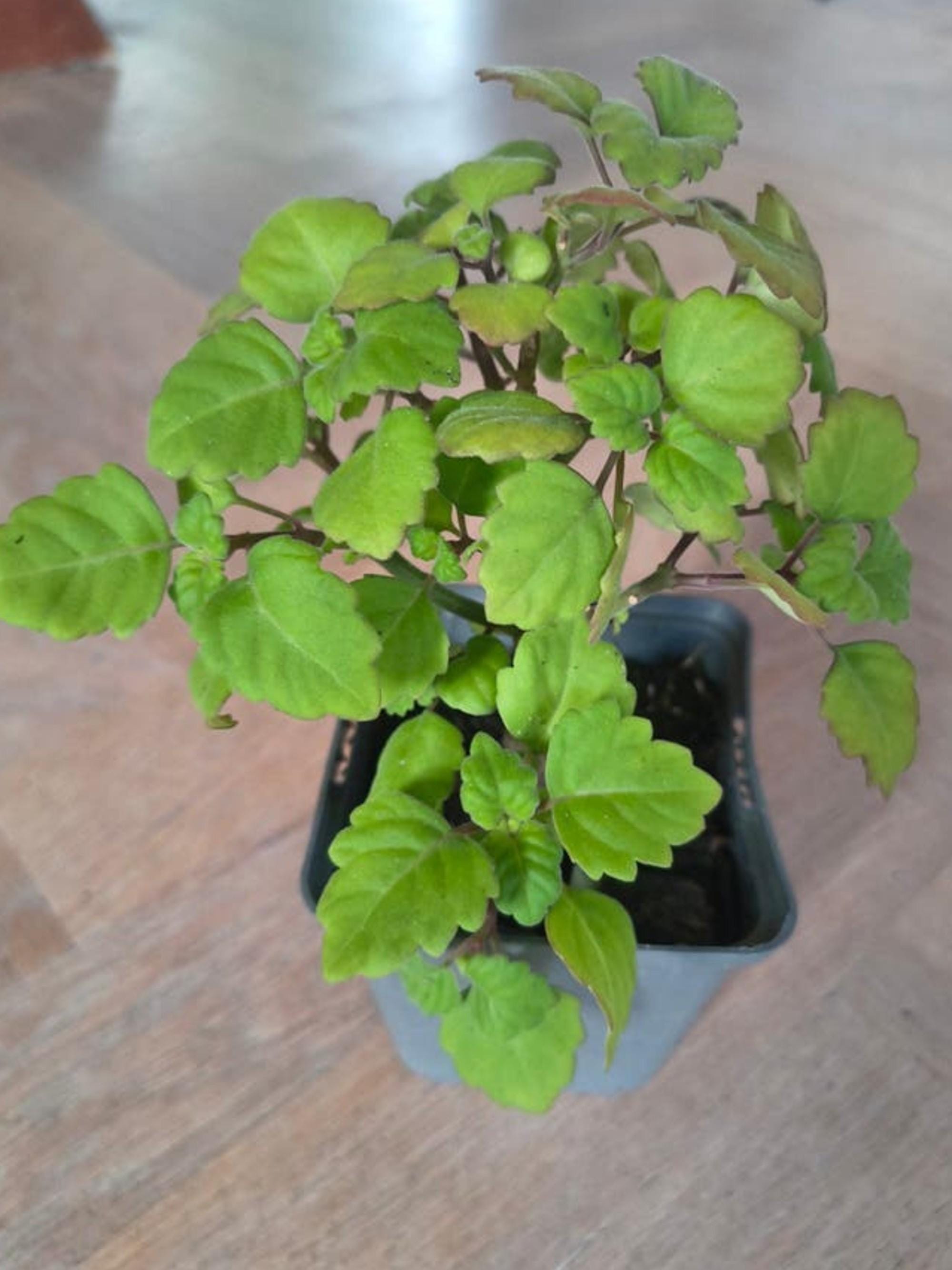 Plectranthus Ernstii cutting