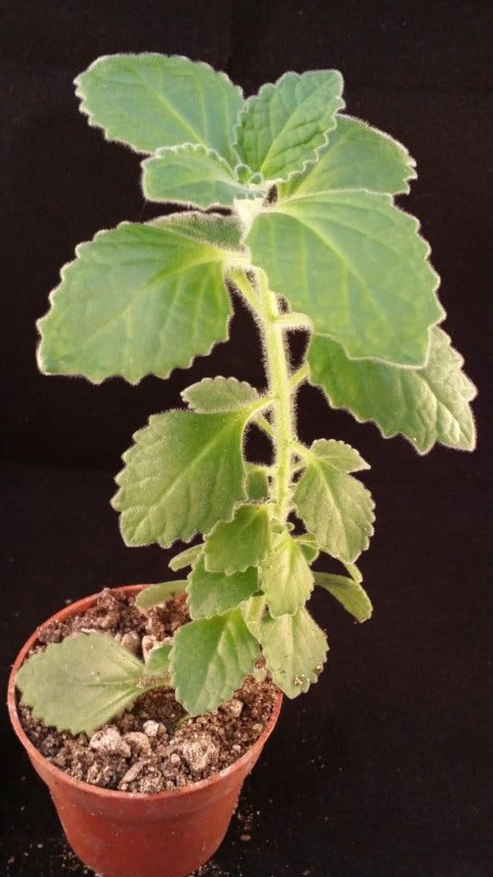 Plectranthus Amboinicus cutting