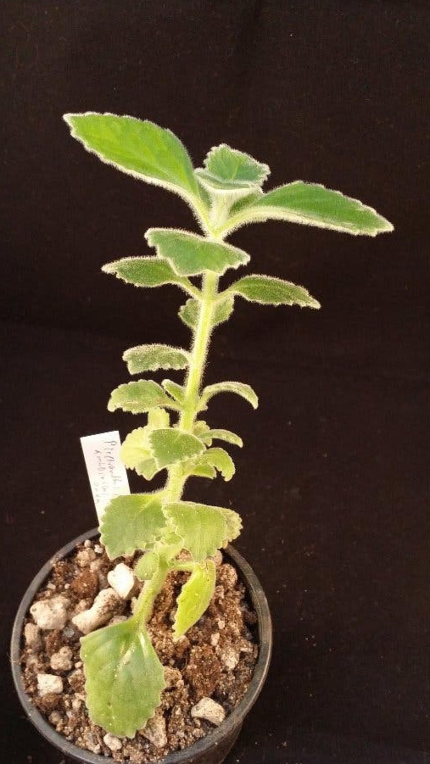 Plectranthus Amboinicus cutting