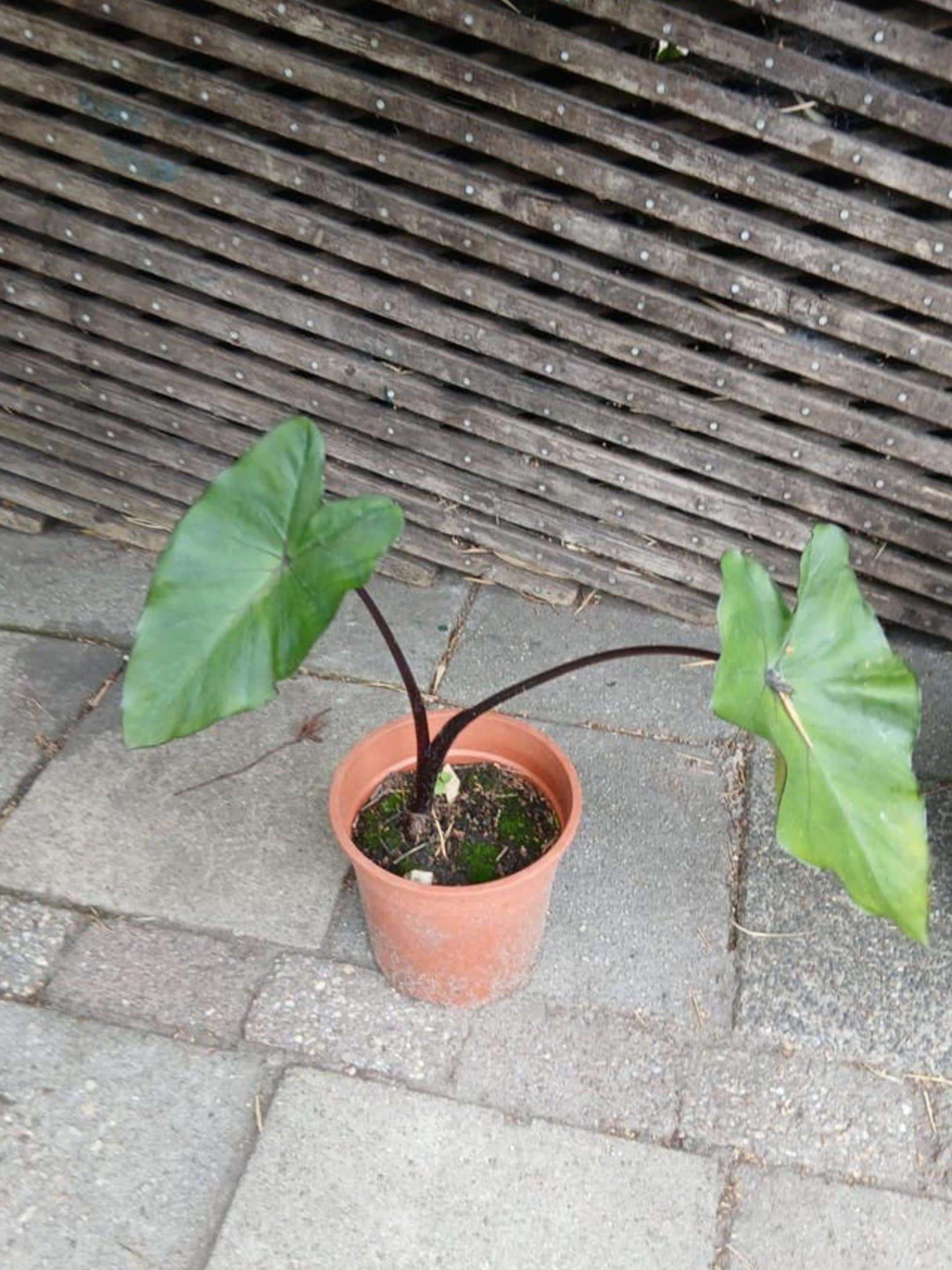 Colocasia Fontanesii Black Stem bulb