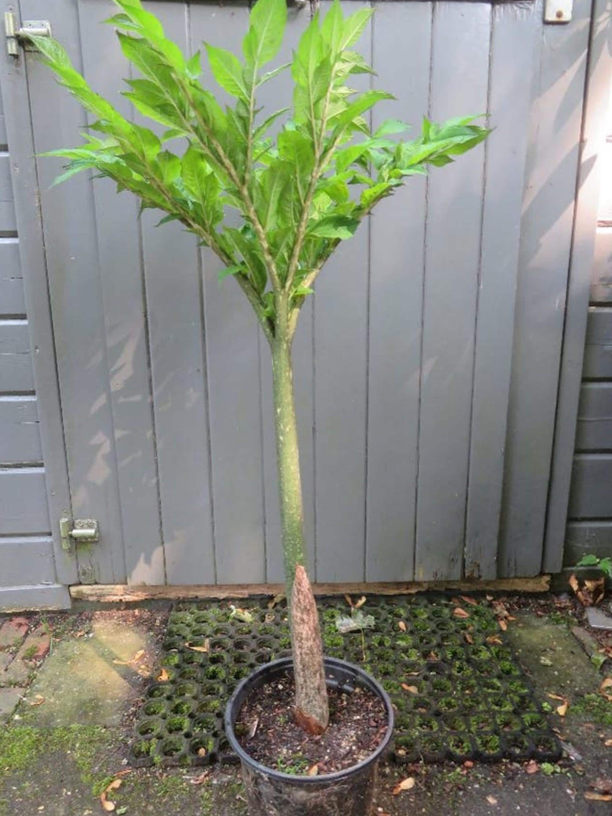 Amorphophallus Konjac bulb