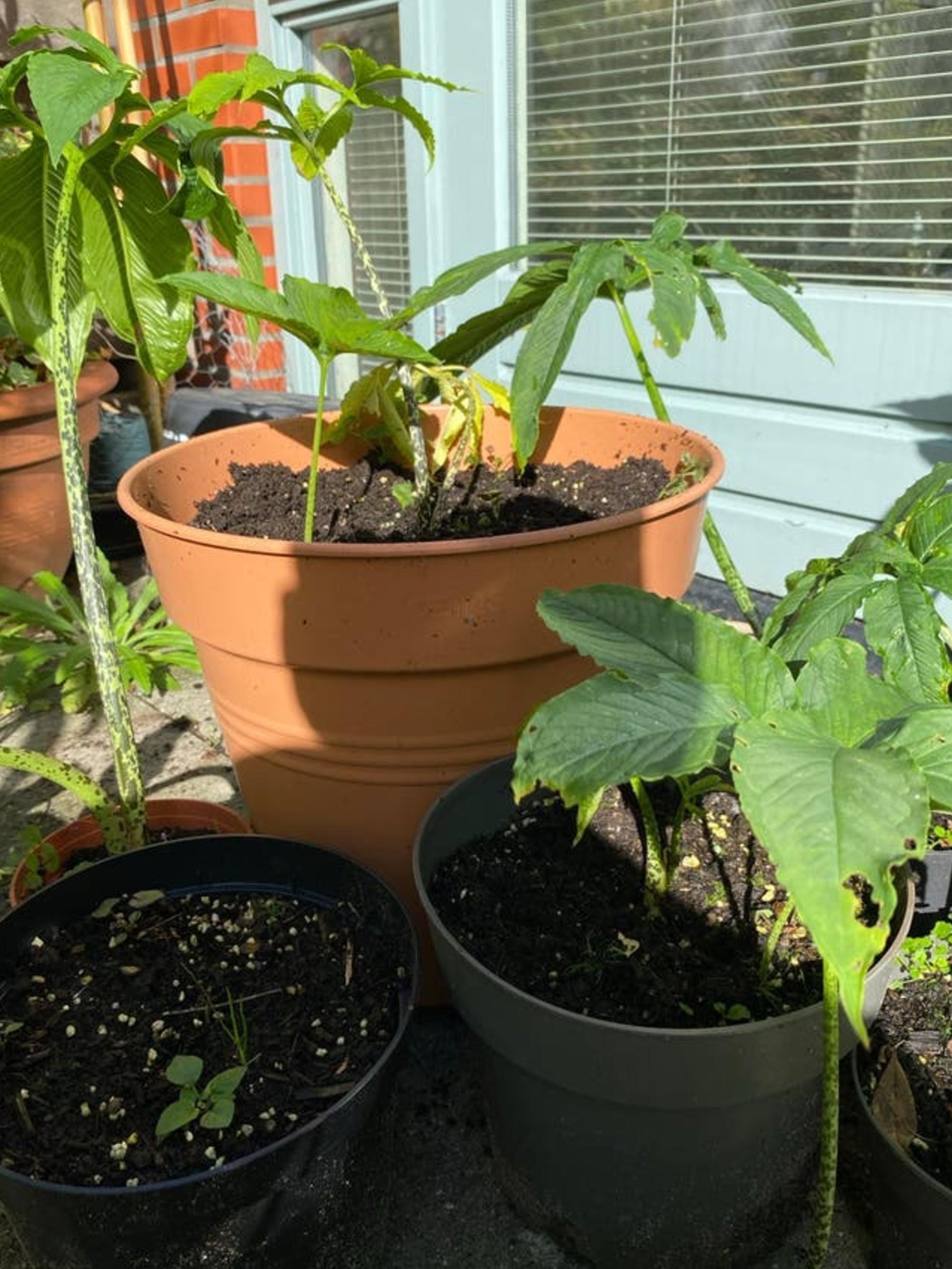 Sauromatum Venosum bulb