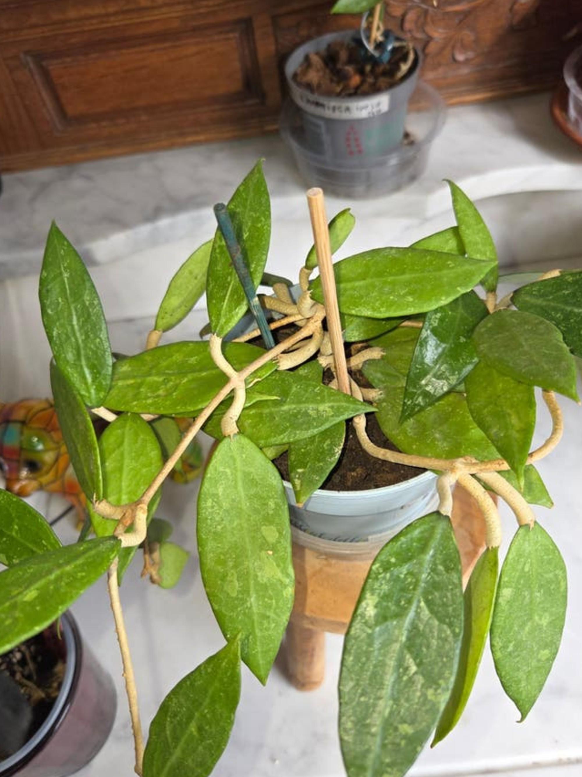 Hoya Amoena cutting