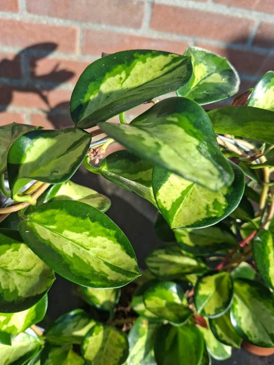 Hoya Australis Blondie cutting