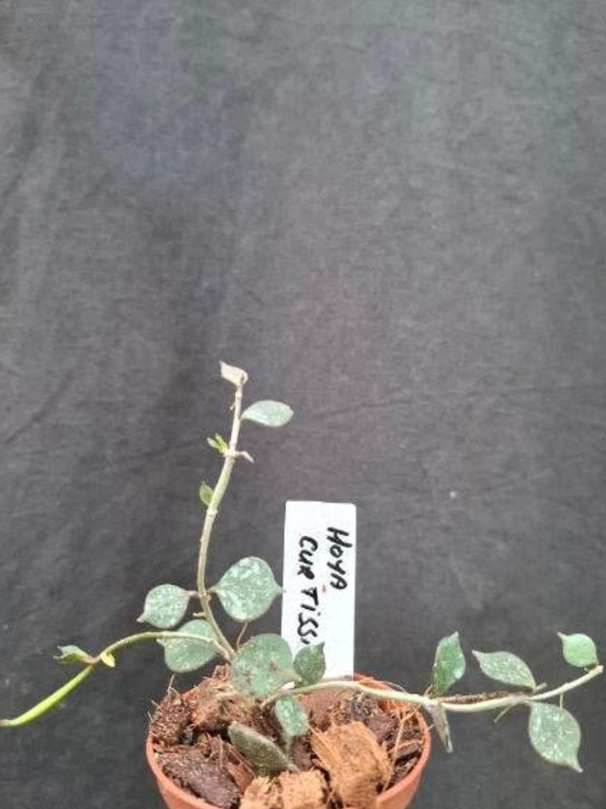 Hoya Curtisii cutting