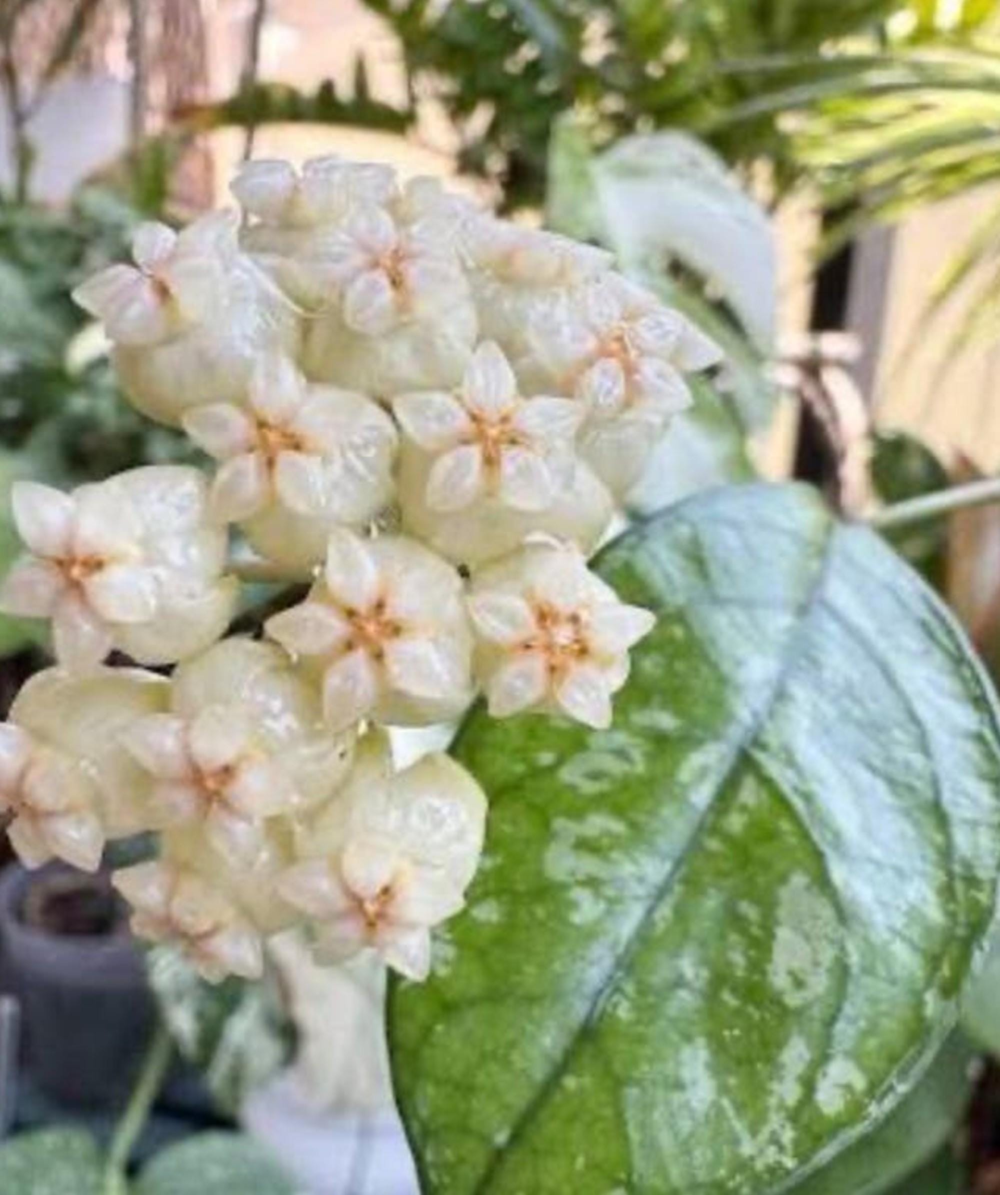 Hoya Finlaysonii cutting
