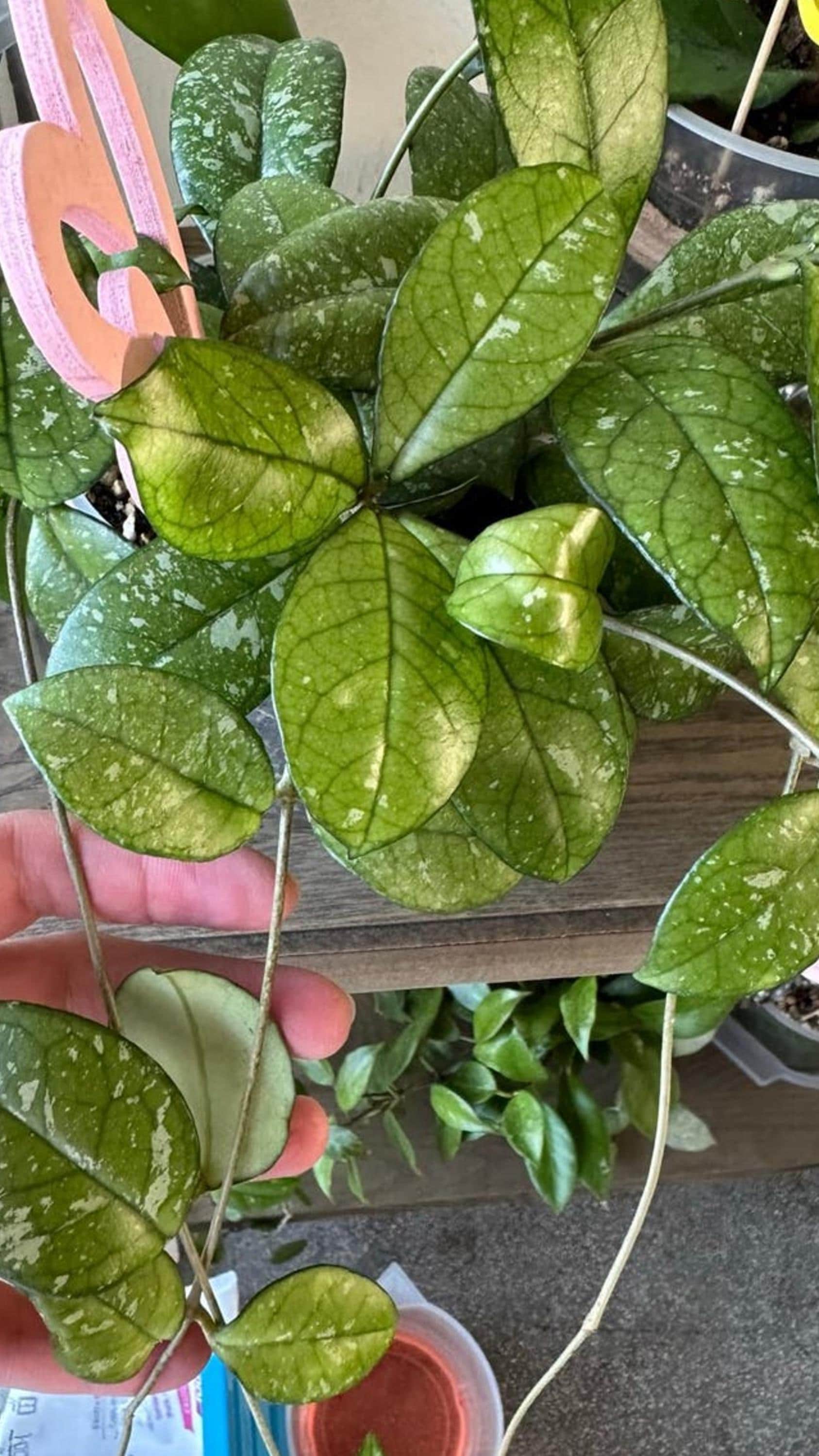 Hoya Finlaysonii cutting