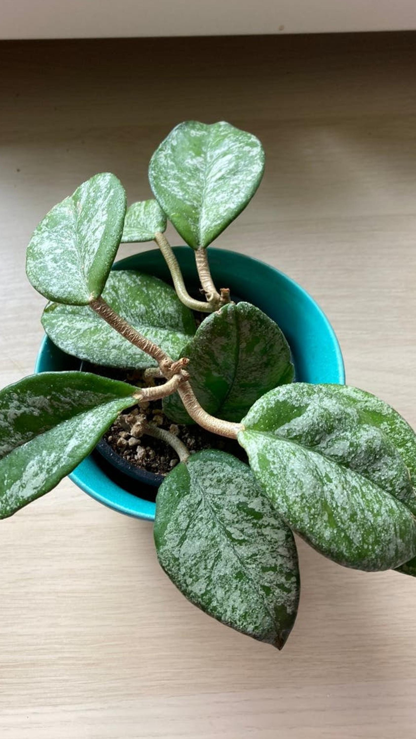 Hoya Carnosa Freckles cutting