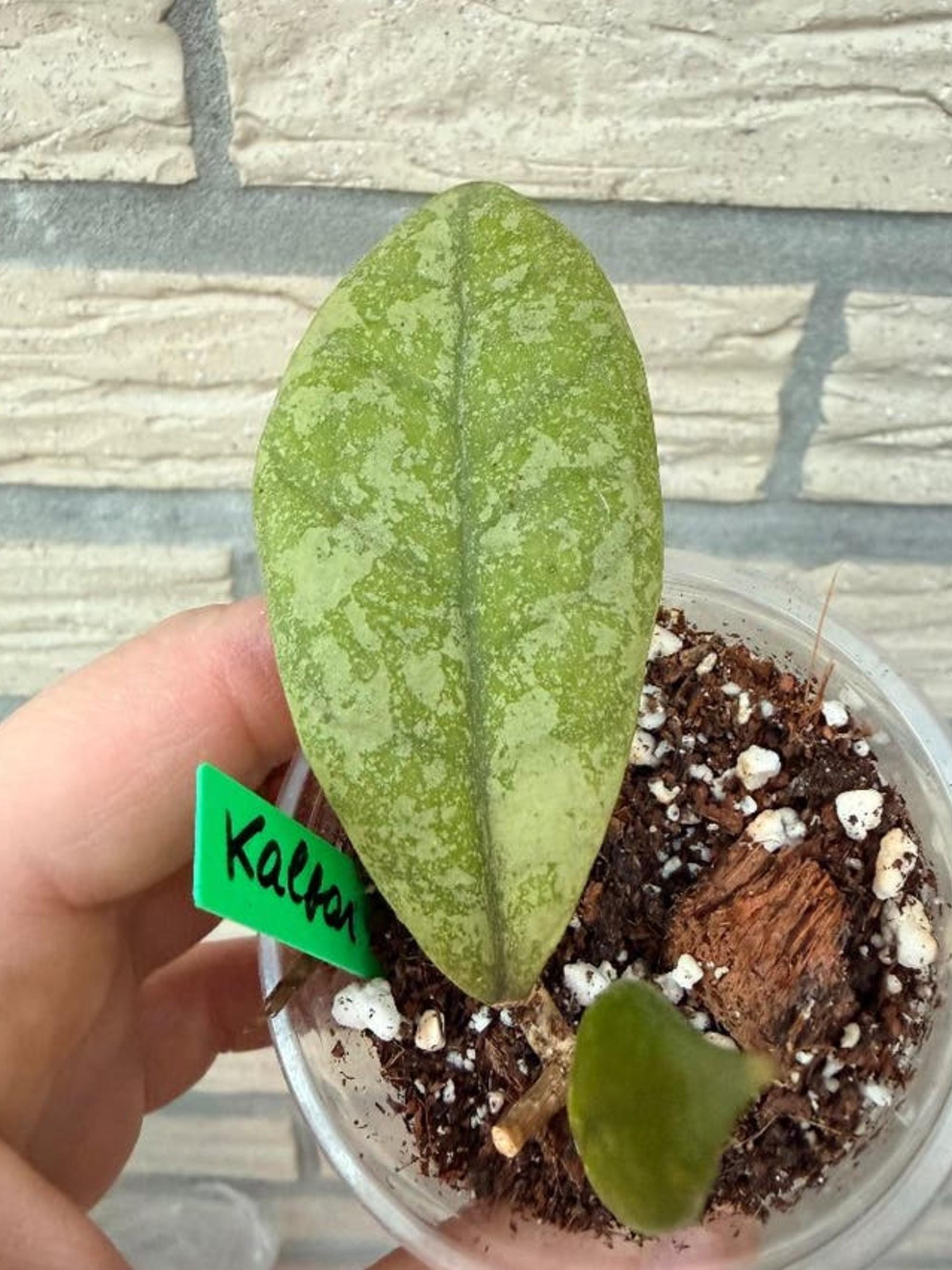 Hoya Kalbar Silver cutting